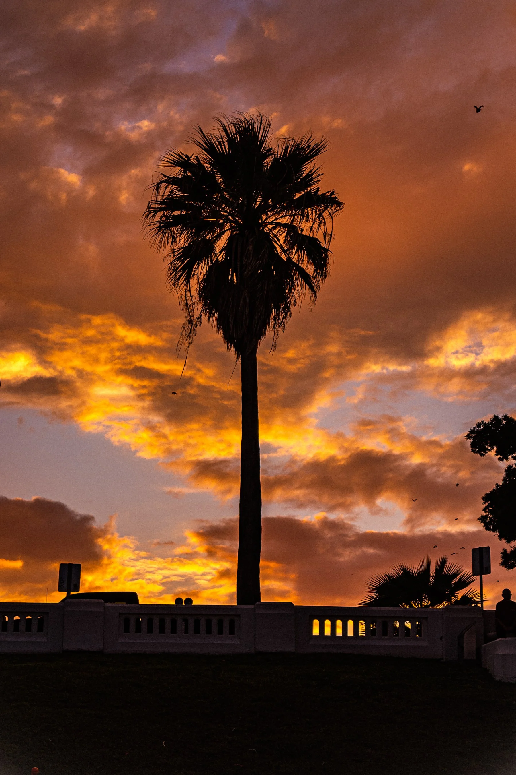 South Texas sunset featuring a silhouetted palm tree against colorful evening skies in Corpus Christi.