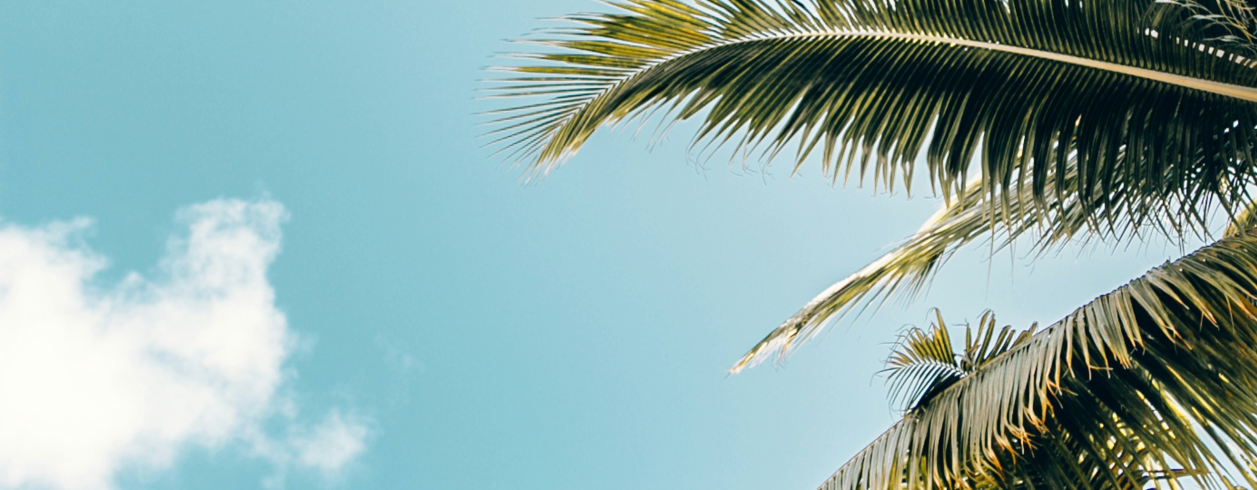 Background image of palm trees and clouds for mobile