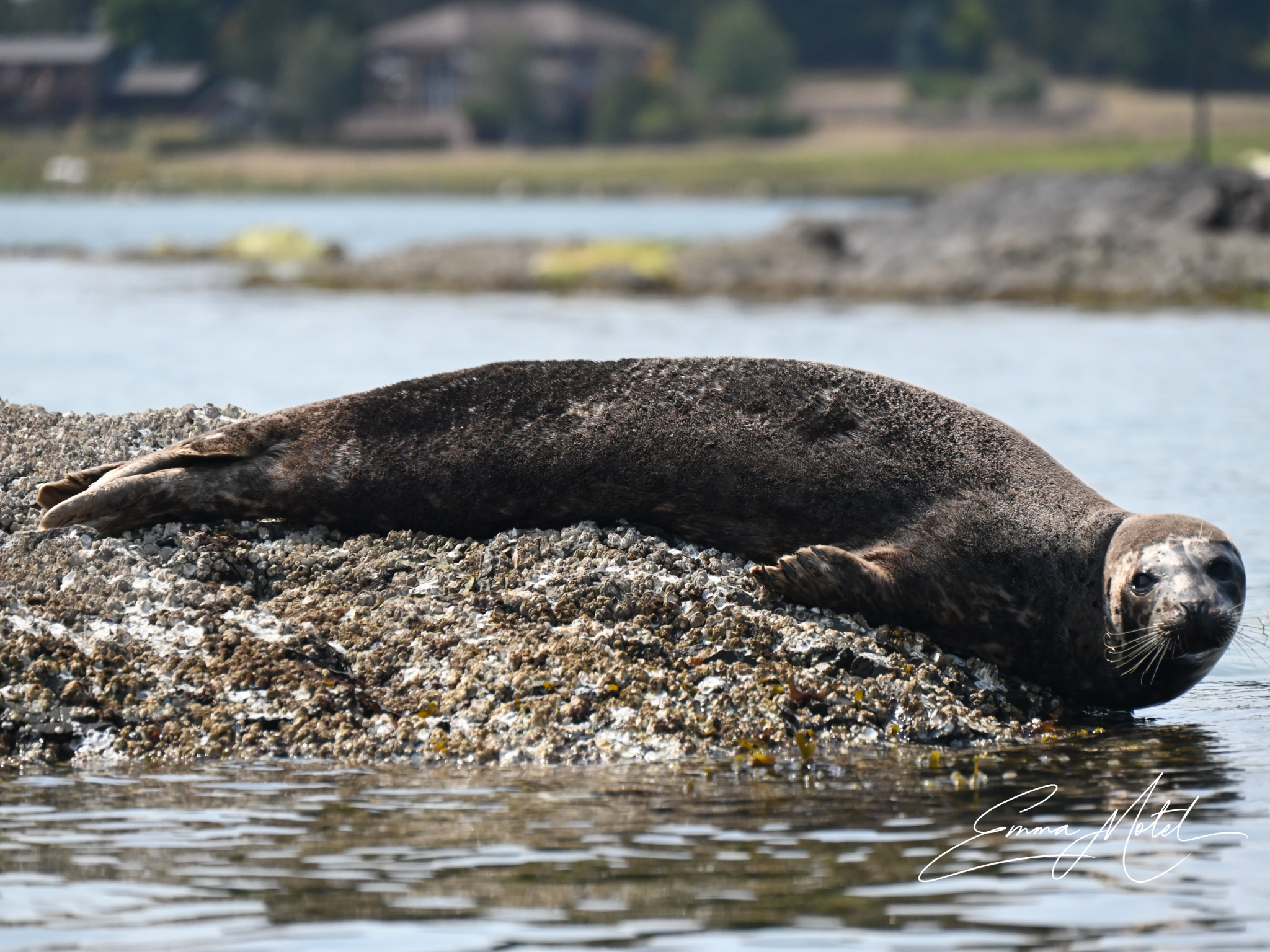 Seal.png