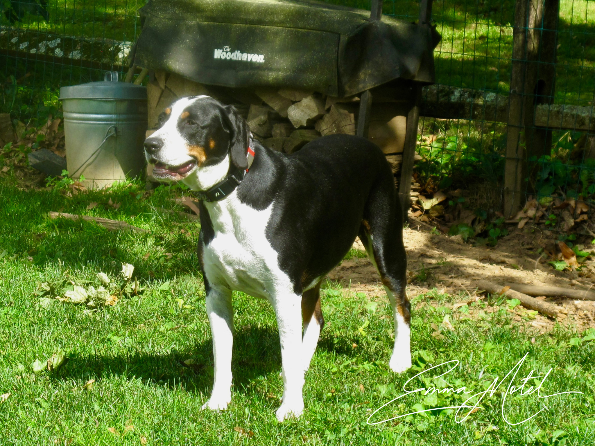 dog2.png