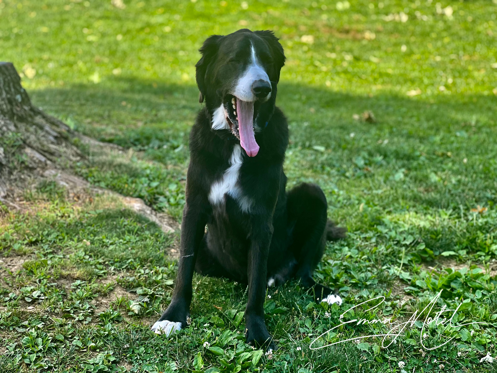 dog3.png