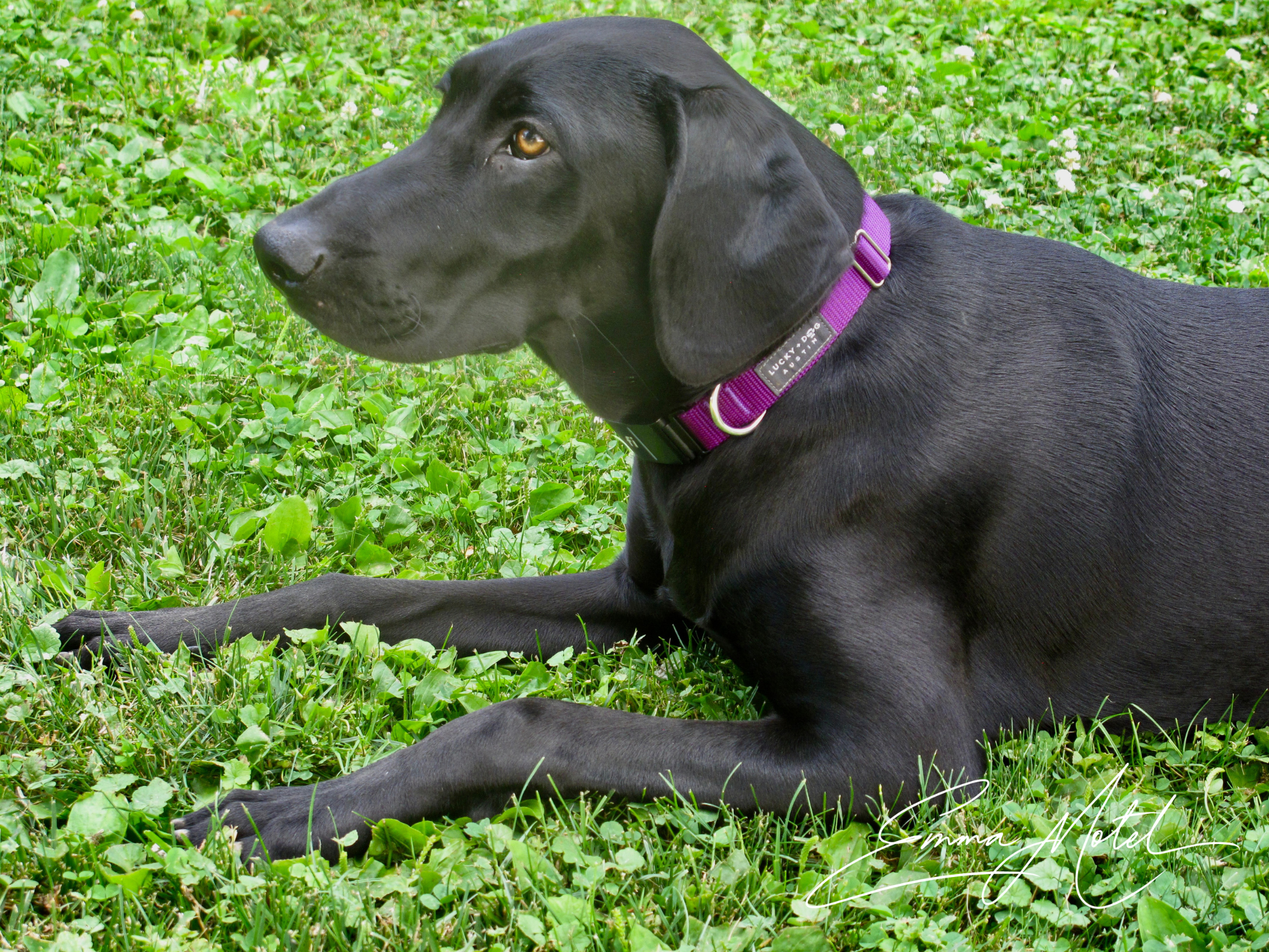 dog5.png