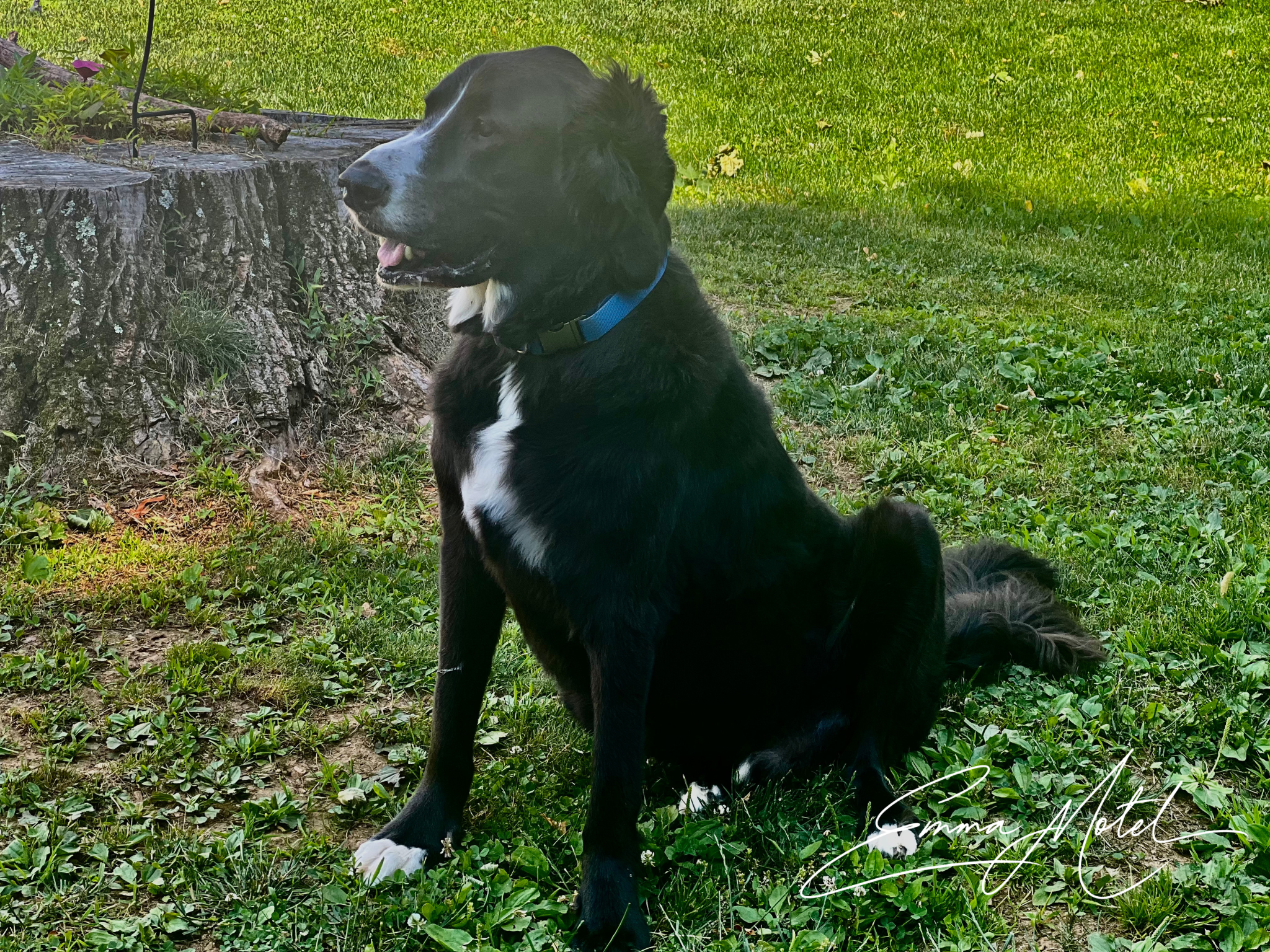 dog6.png