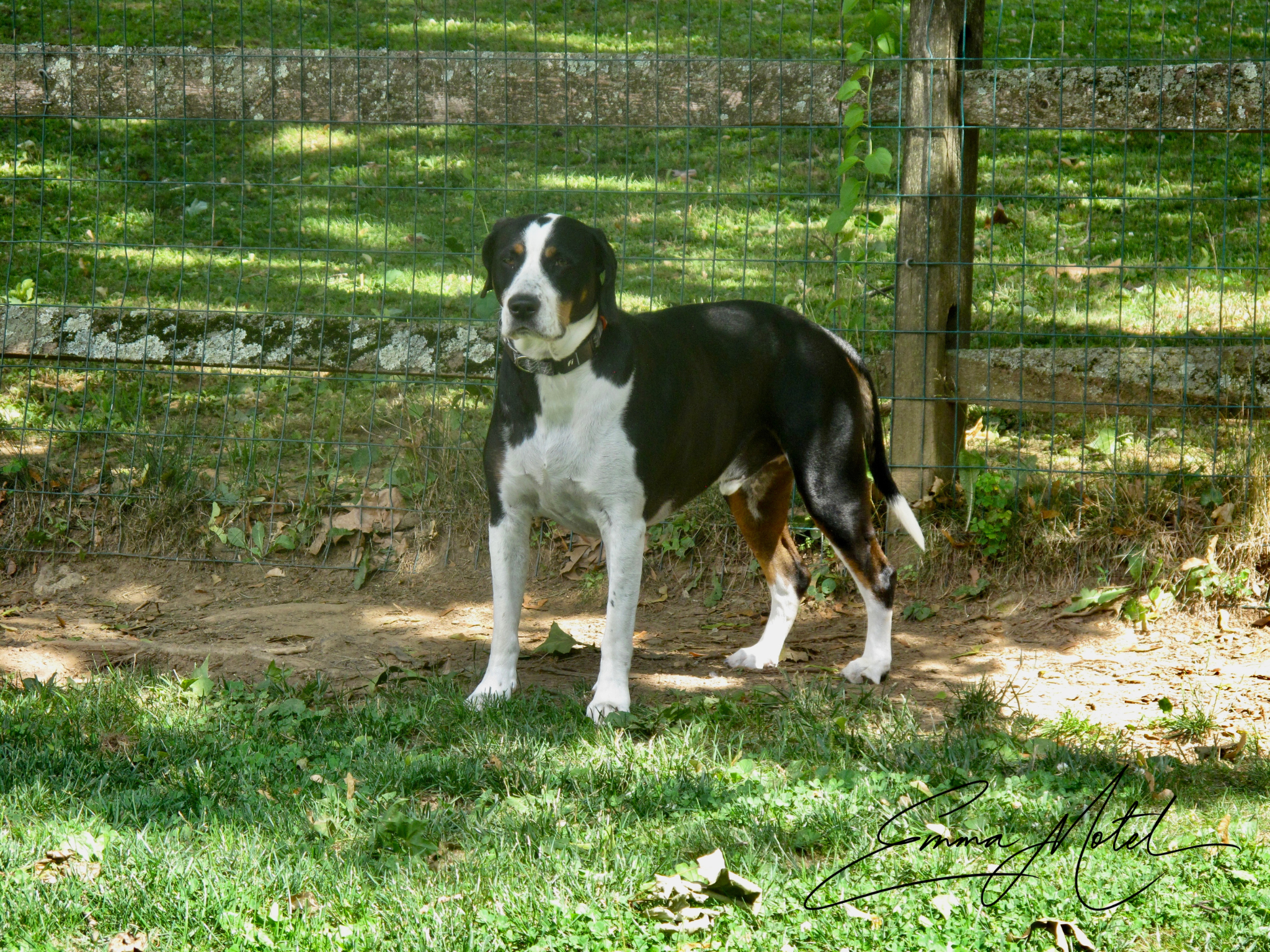 dog7.png
