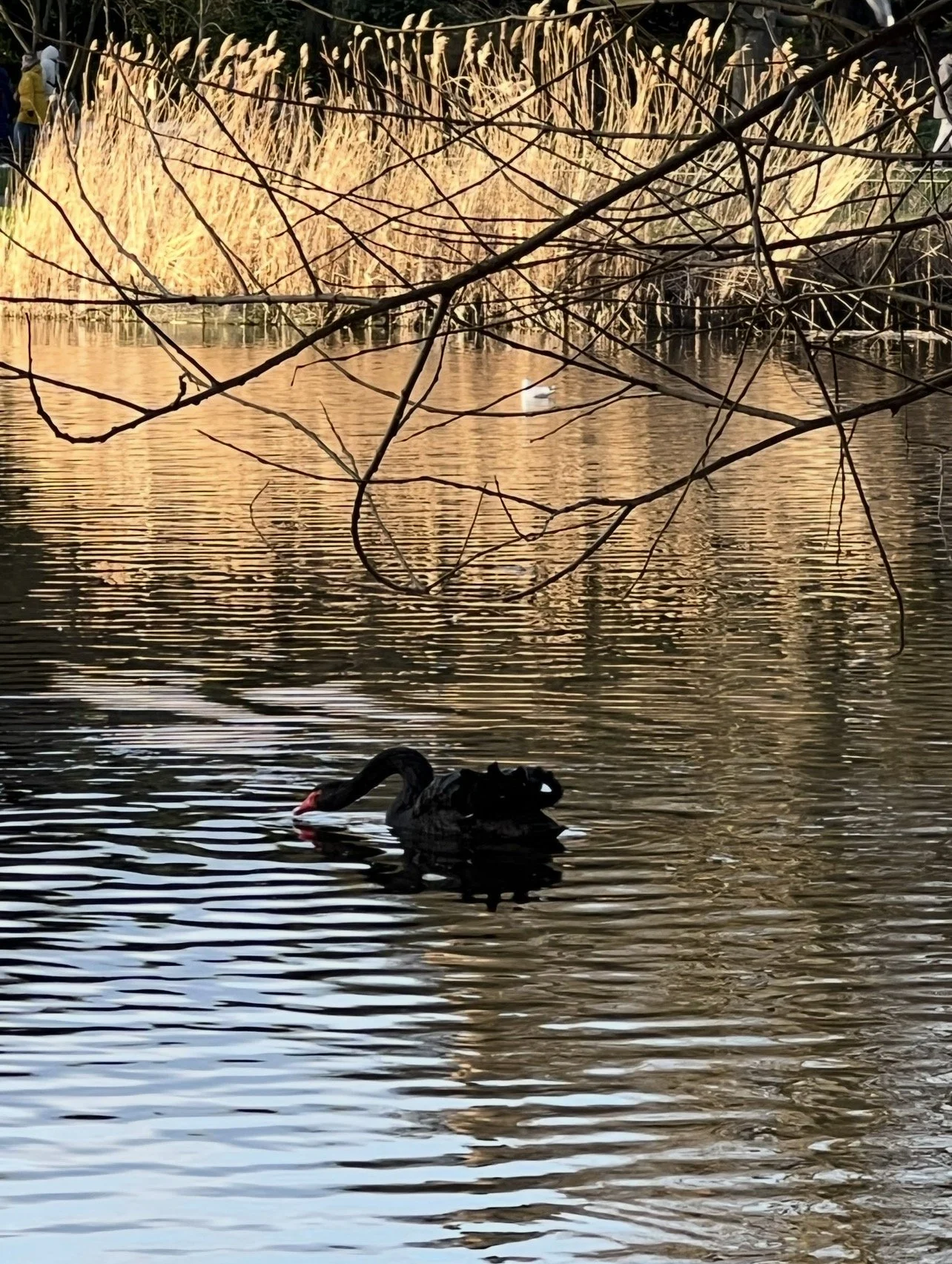 IMG_3073.jpeg