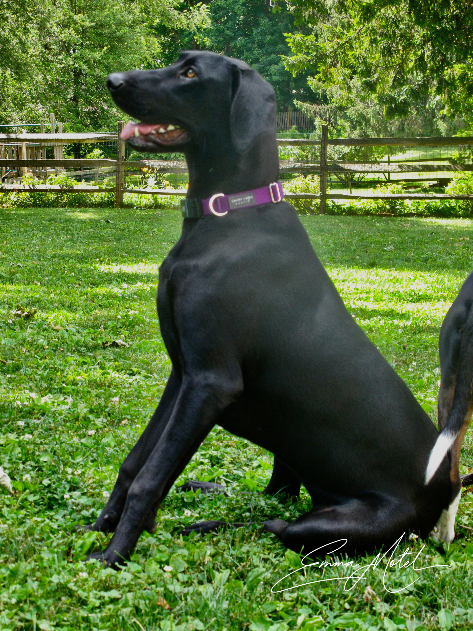dog1.png