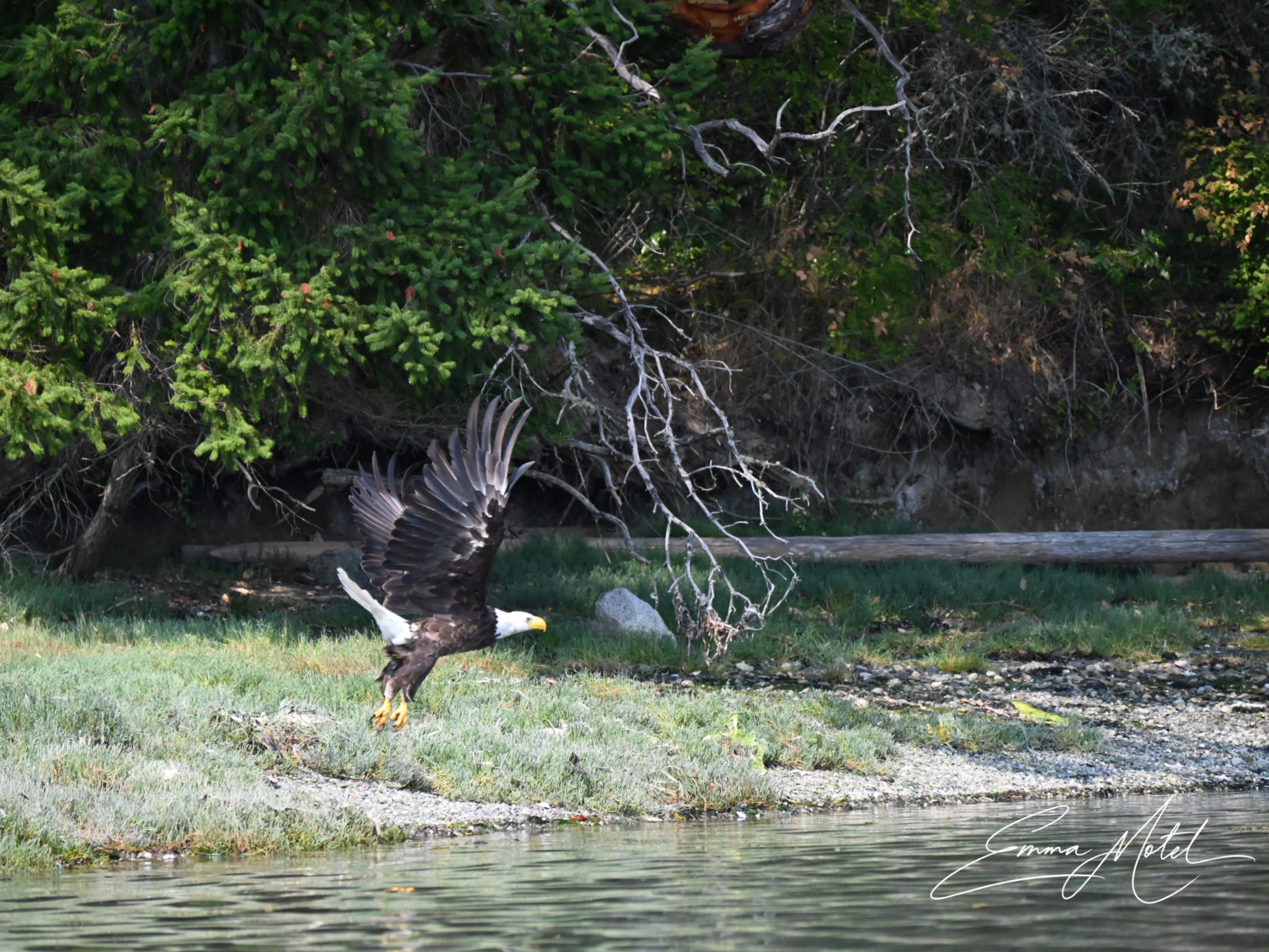Wildlife
