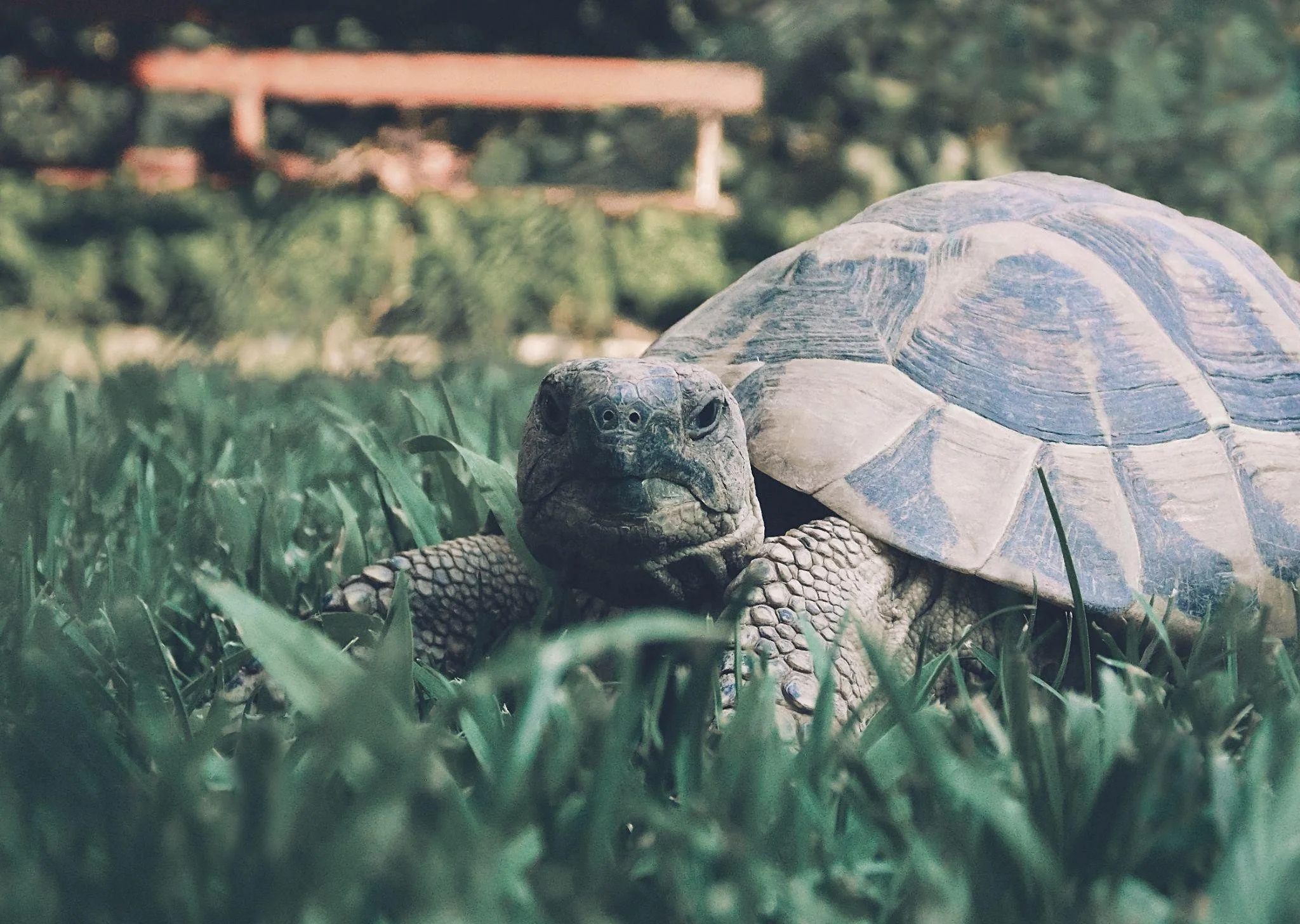 Take a walk with a turtle | Take a nine second pause