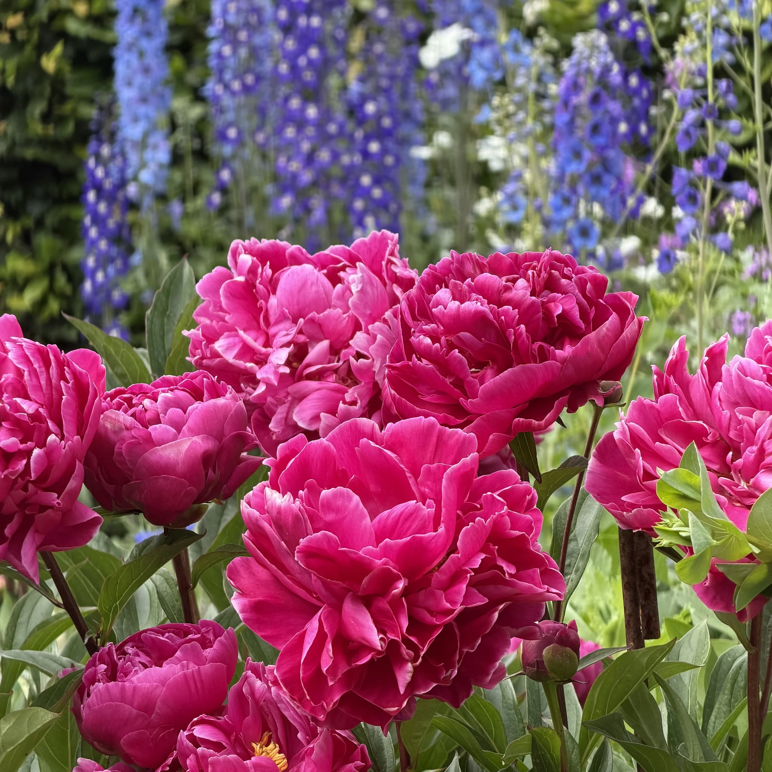 Close-up of vibrant pink peonies in the foreground with blurred purple and blue flowers and green foliage in the background.