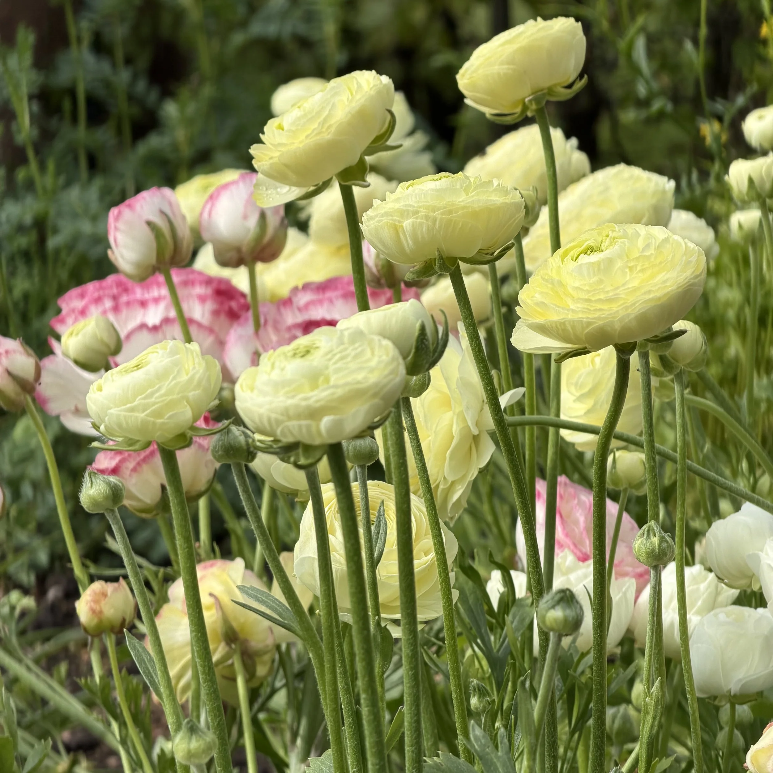 A cluster of light yellow and pinkish-white ranunculus flowers growing outdoors with green foliage in the background.