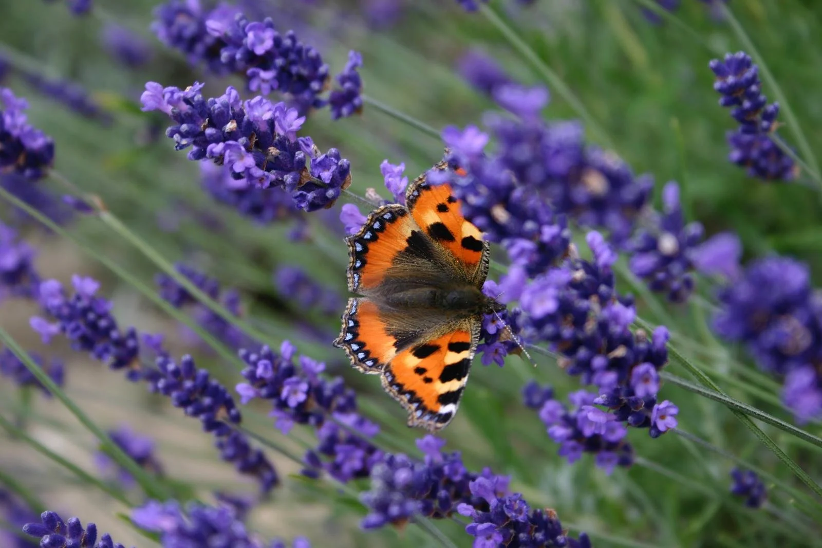 A butterfly with orange, black, and blue markings on purple lavender flowers in a garden.