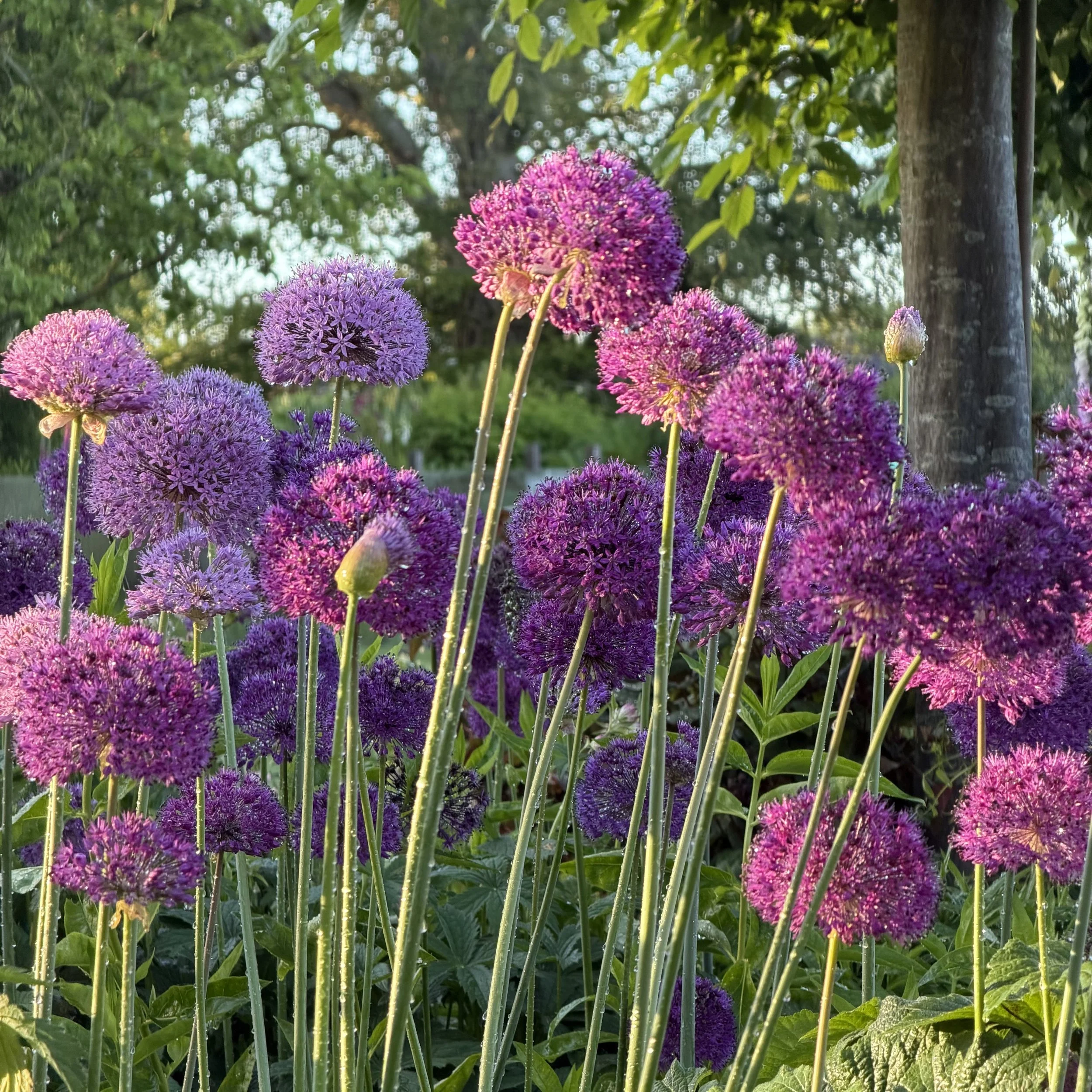 Close-up of purple and pink allium flowers with green leaves and trees in the background, sunlight illuminating the scene.
