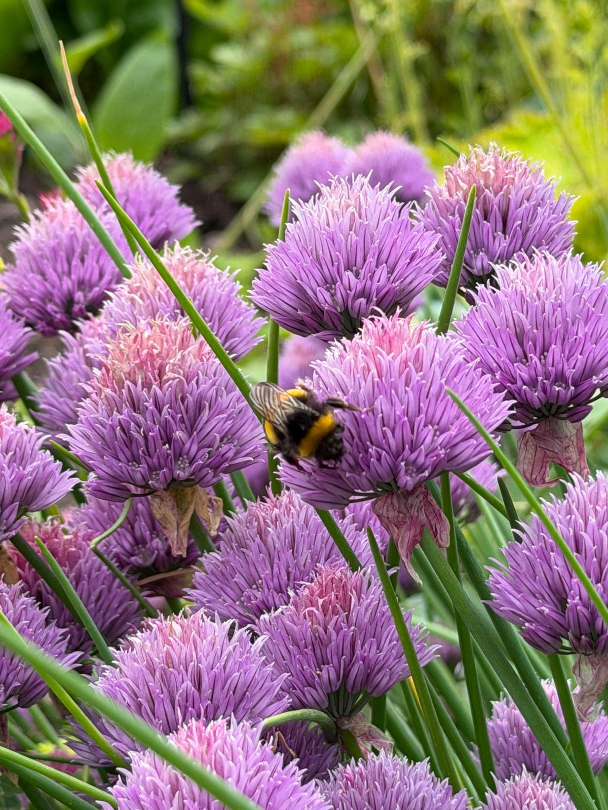 Purple chive flowers with a bee collecting nectar.