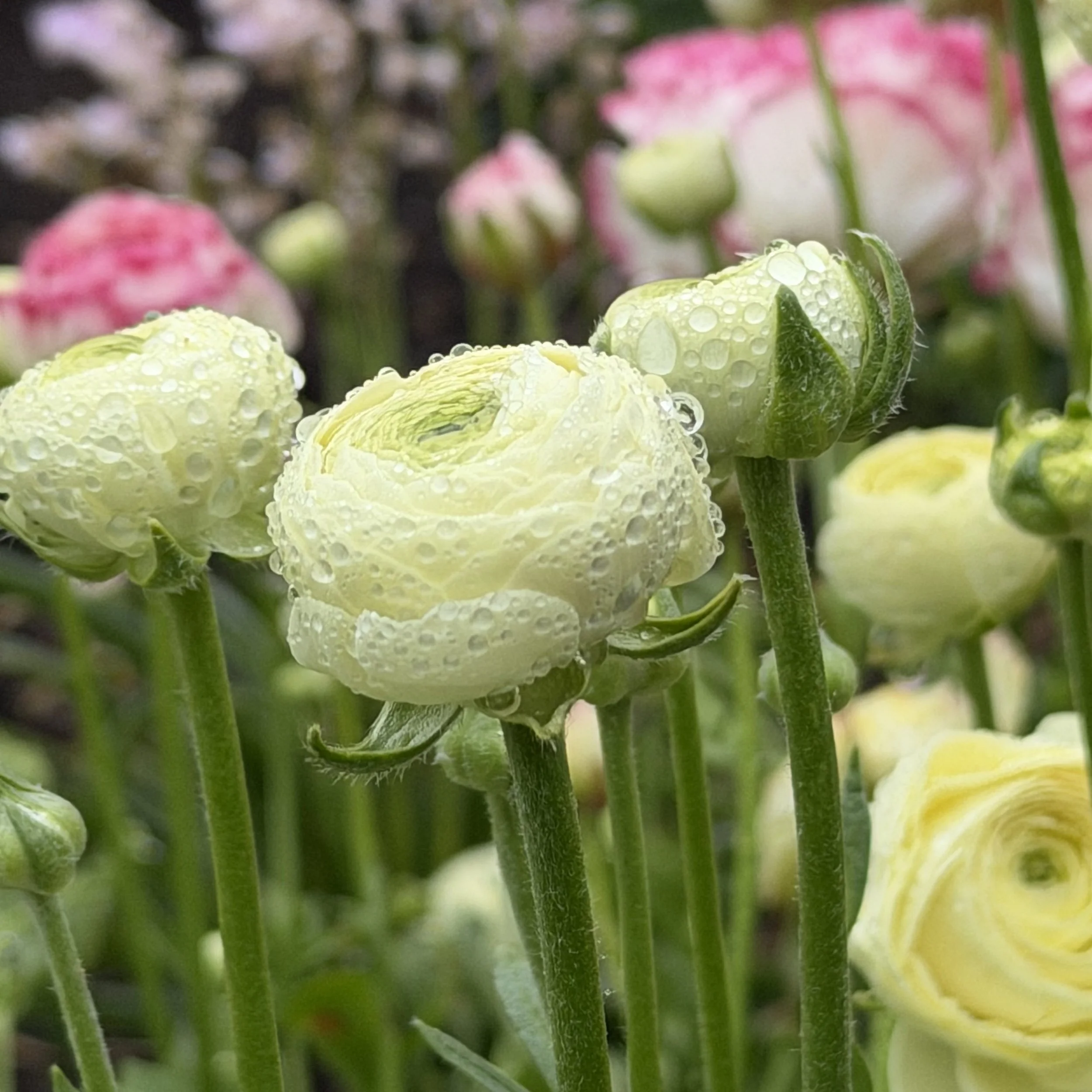 Close-up of pale yellow flowers with dew drops on petals, surrounded by green stems and pink buds in the background.