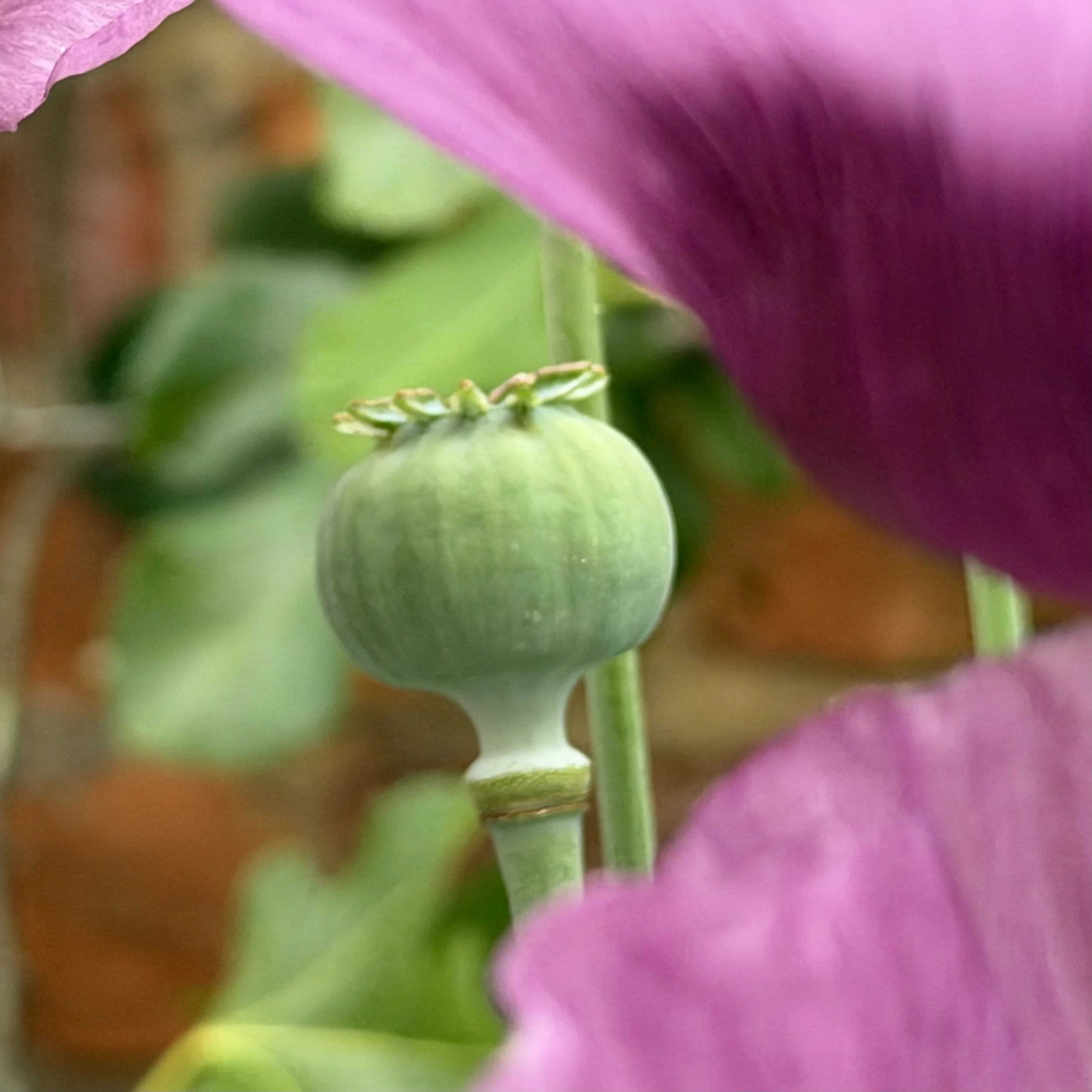 Close-up of a green seed pod with a row of small seed openings, set against blurred pink and green background.