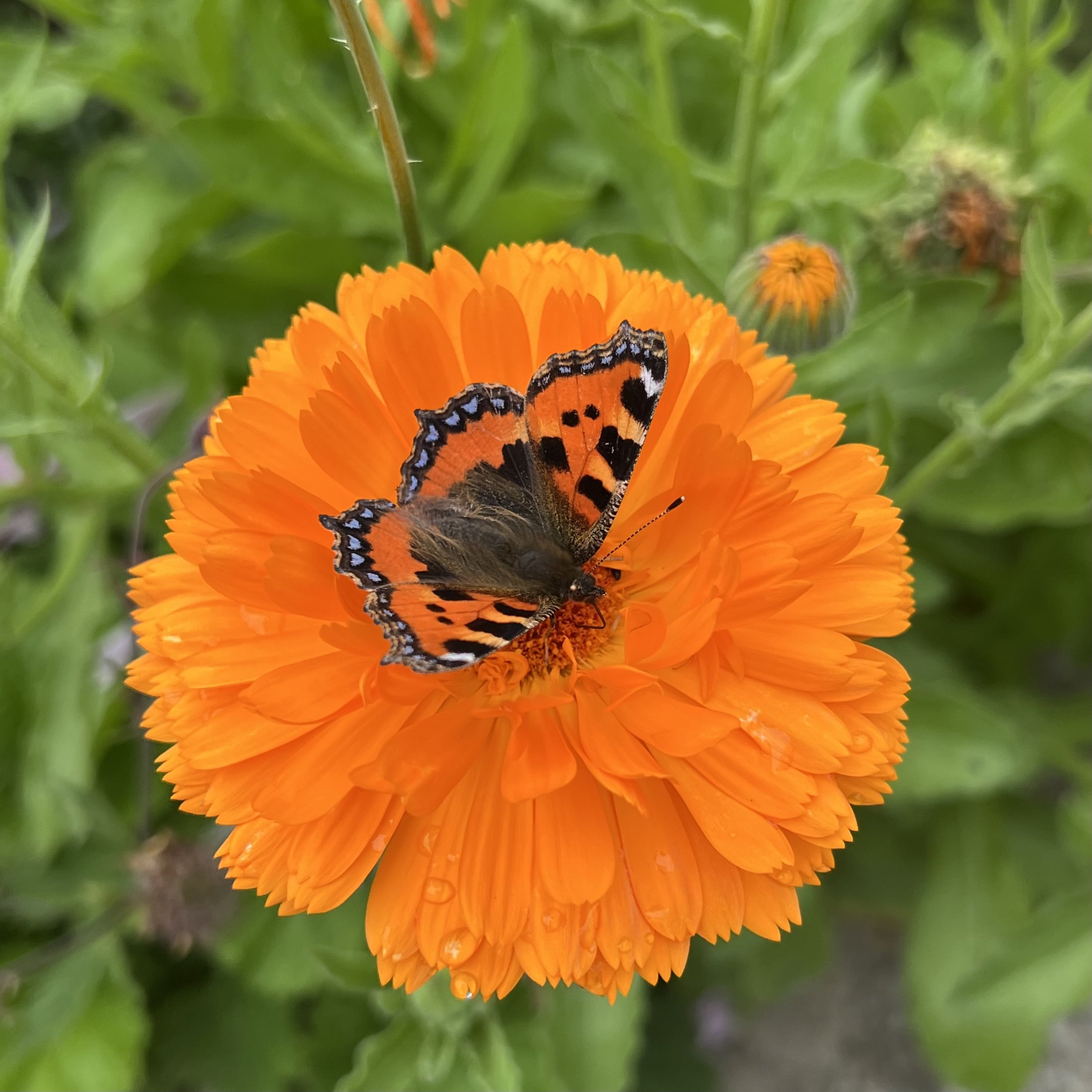 An orange flower with a butterfly resting on its petals, surrounded by green foliage.