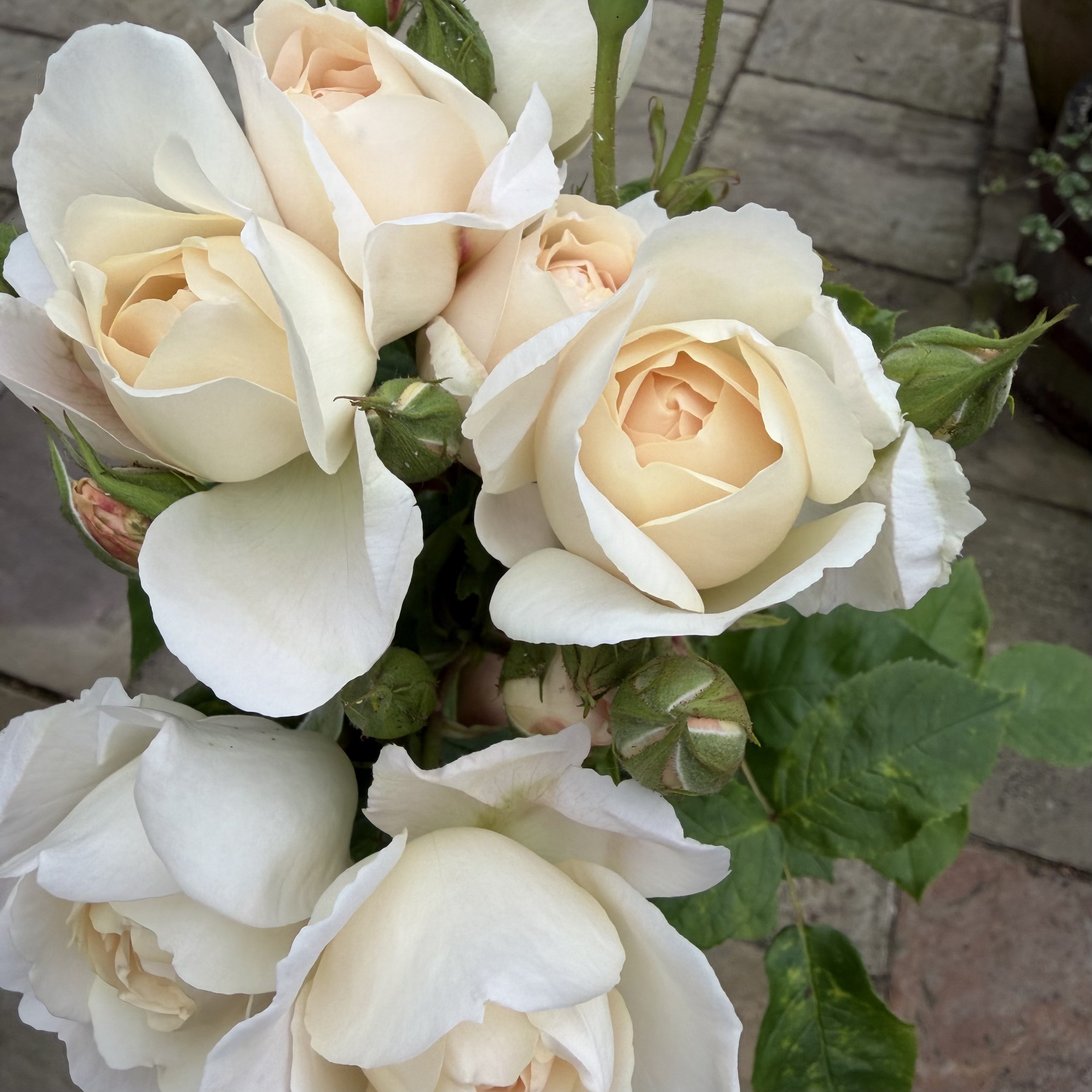 Close-up of light-colored roses with green leaves and stems, set against a garden or outdoor ground surface.