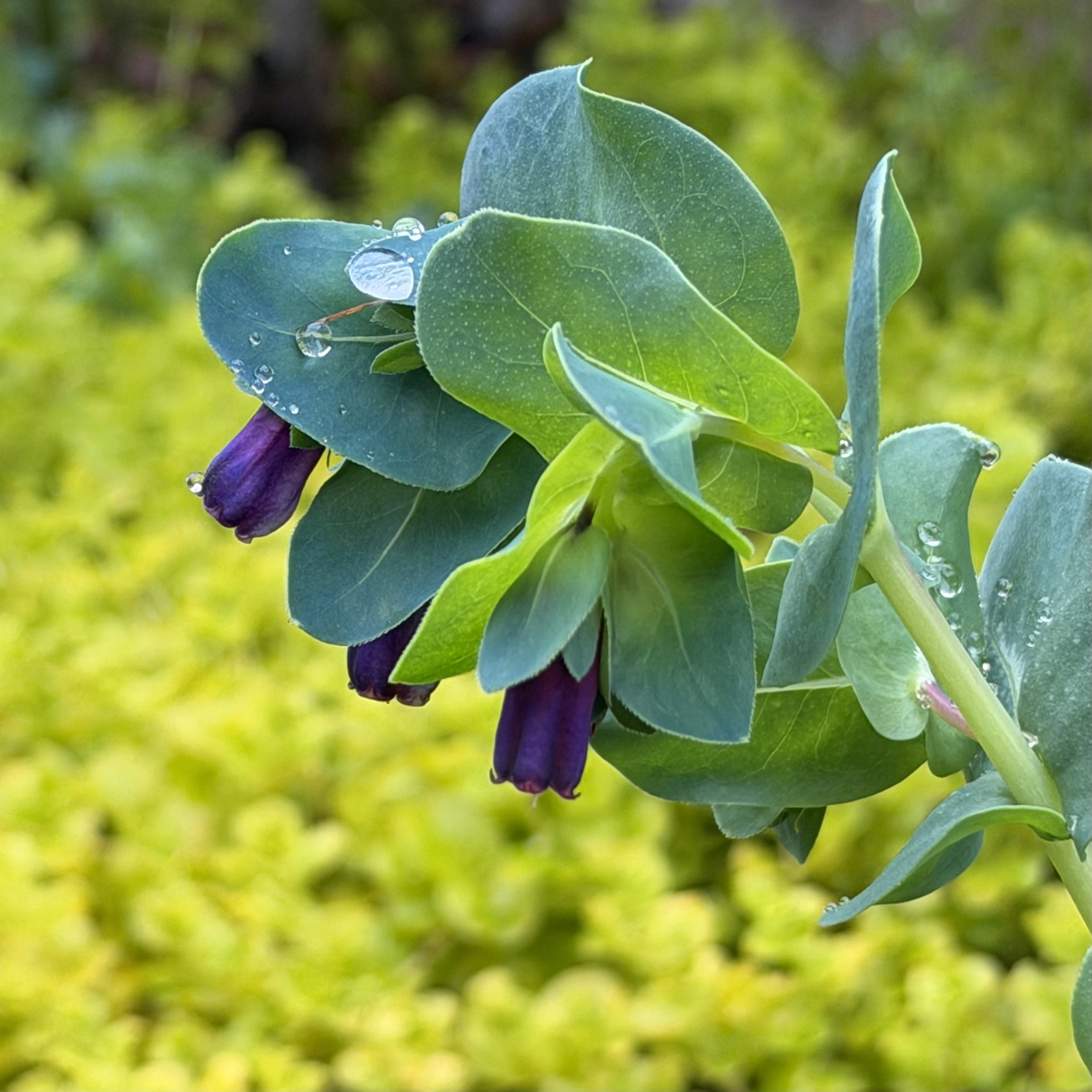 Close-up of green leaves with water droplets, blurred green background.