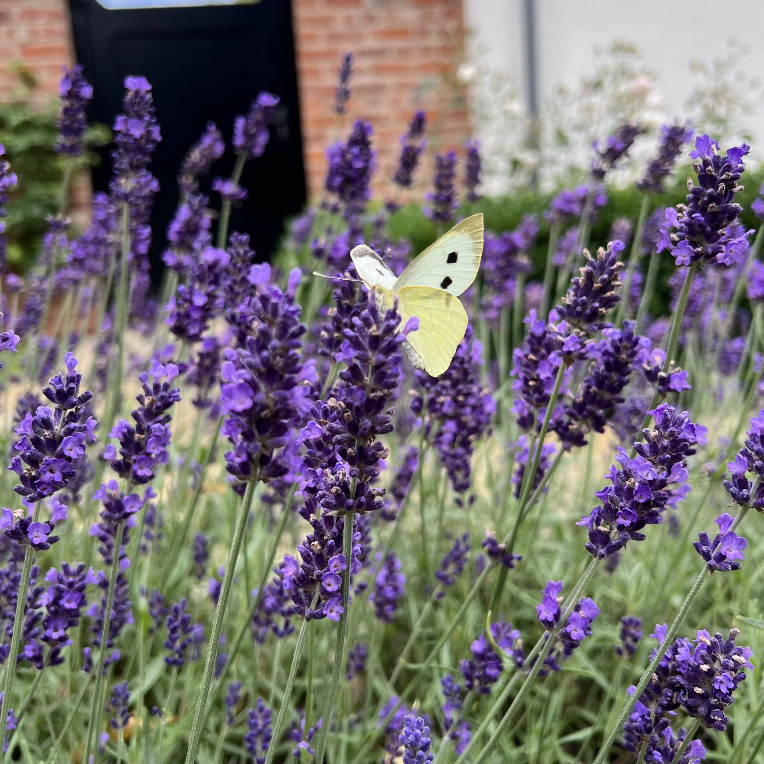 Close-up of a white butterfly with black spots on its wings, perched on purple lavender flowers in a garden with a brick wall background.