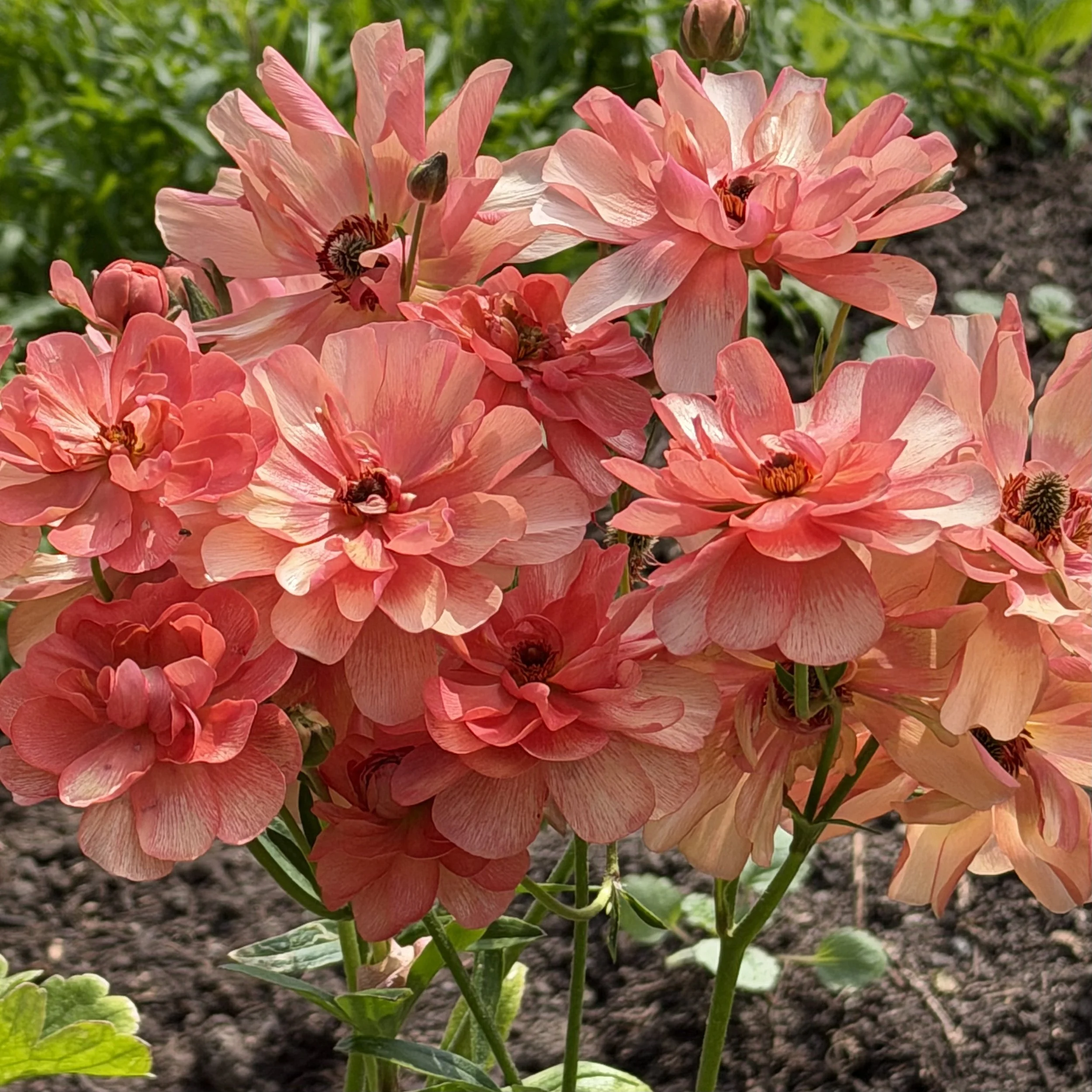 Close-up of a cluster of pink and peach Echinacea flowers blooming in a garden bed with dark soil and green foliage in the background.