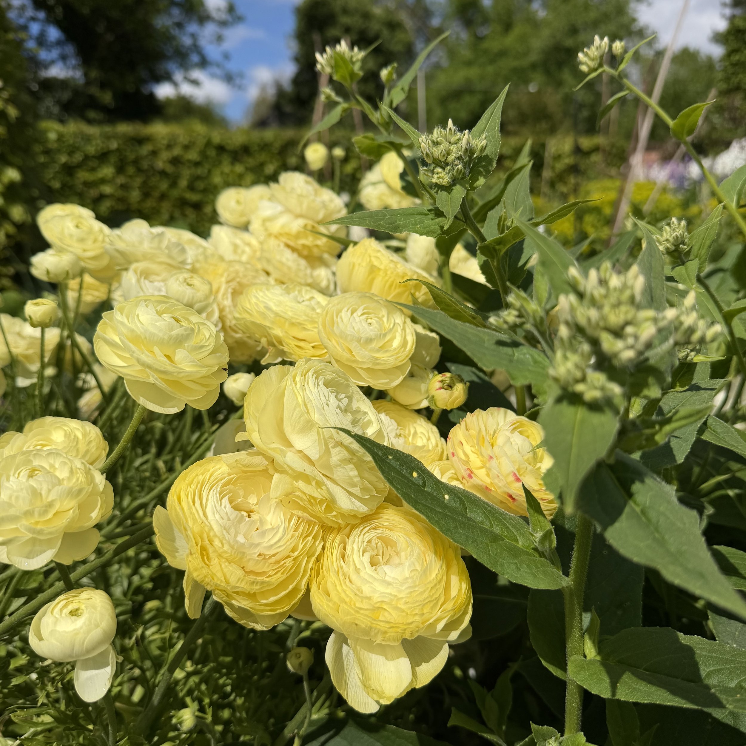 Yellow flowers, likely ranunculus, with green leaves and stems in a garden setting under a partly cloudy sky.