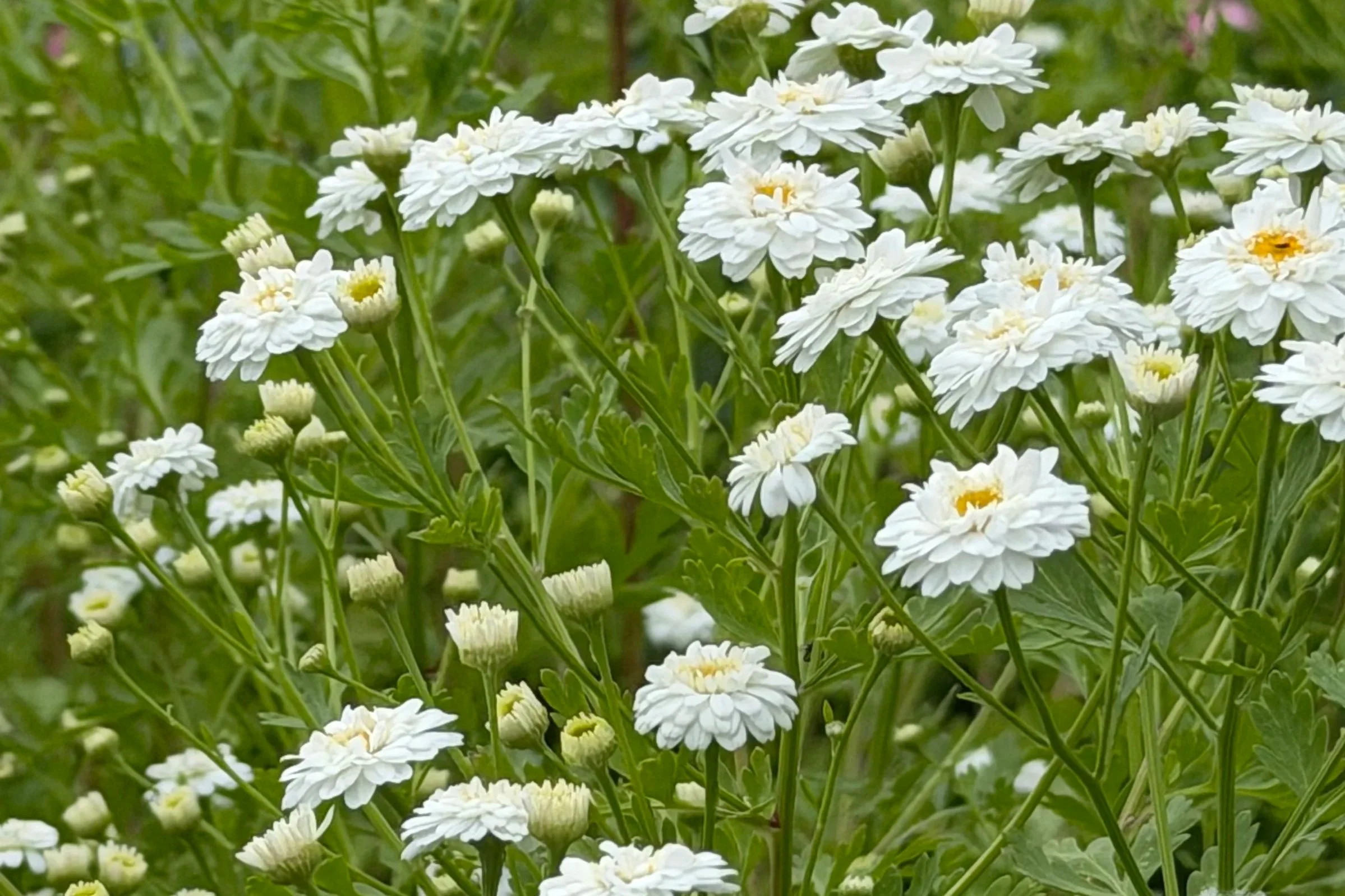 A close-up of numerous white flowers with yellow centers growing on green stems.