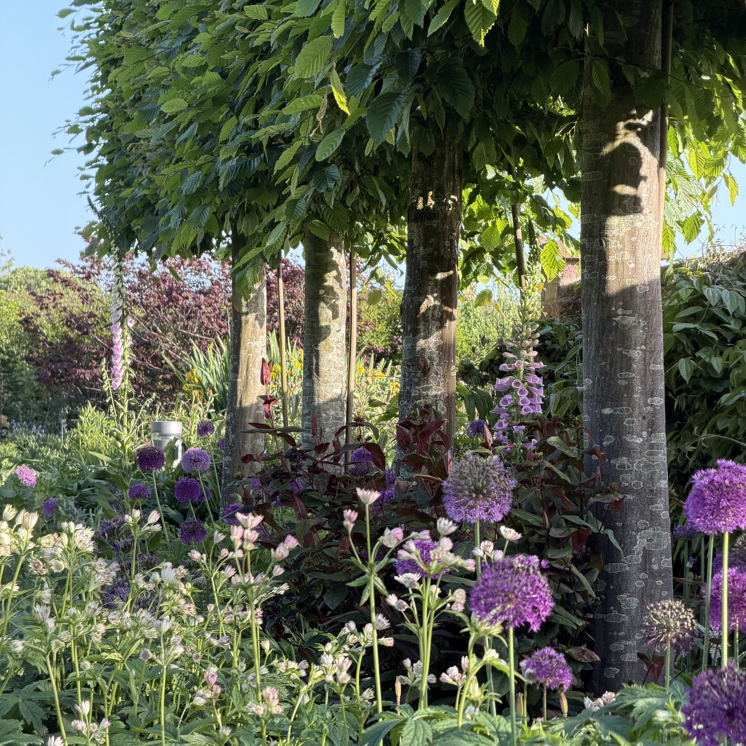Colorful garden with various flowering plants, trees, and lush green foliage under bright sunlight