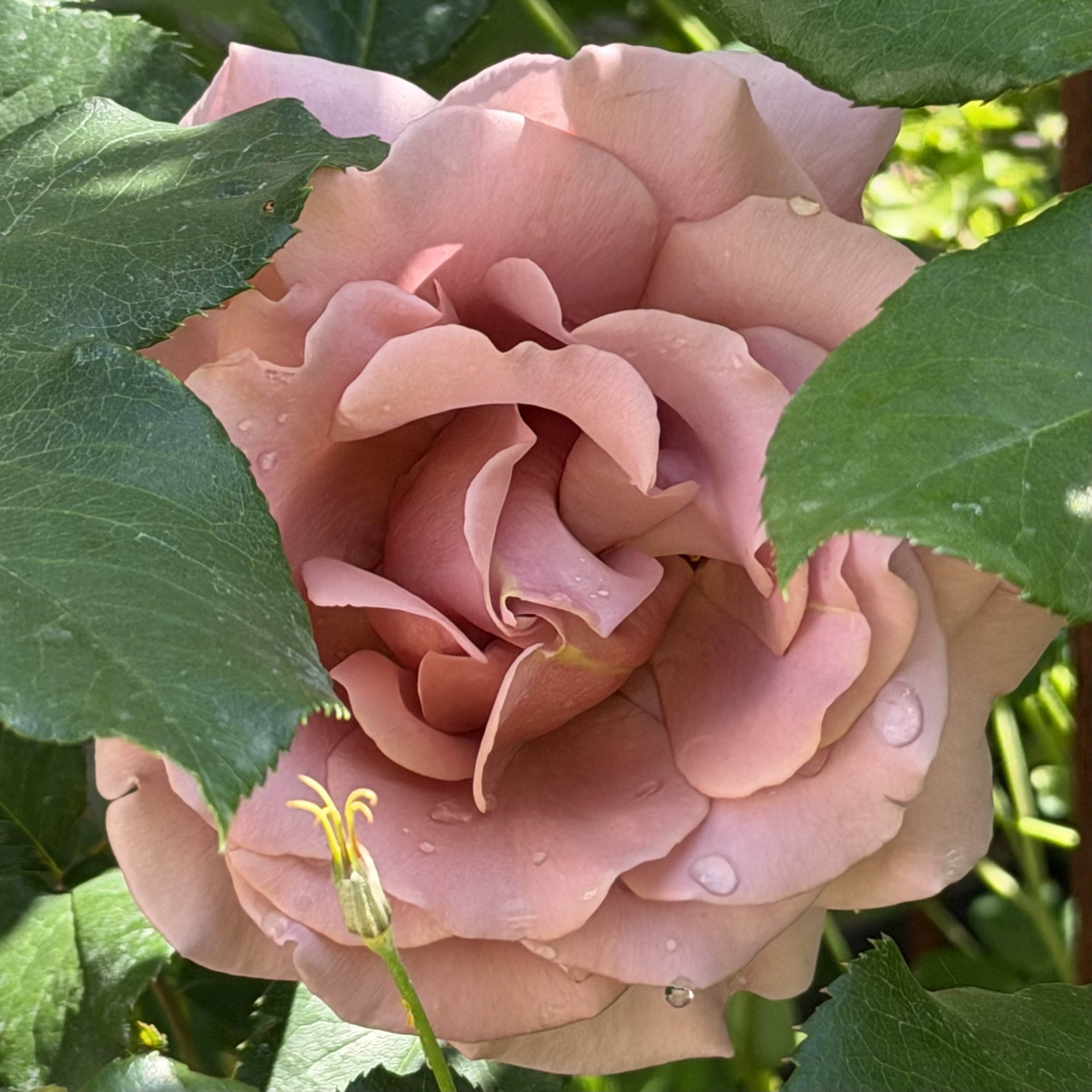 A pale pink rose with dew drops on its petals, surrounded by dark green leaves.