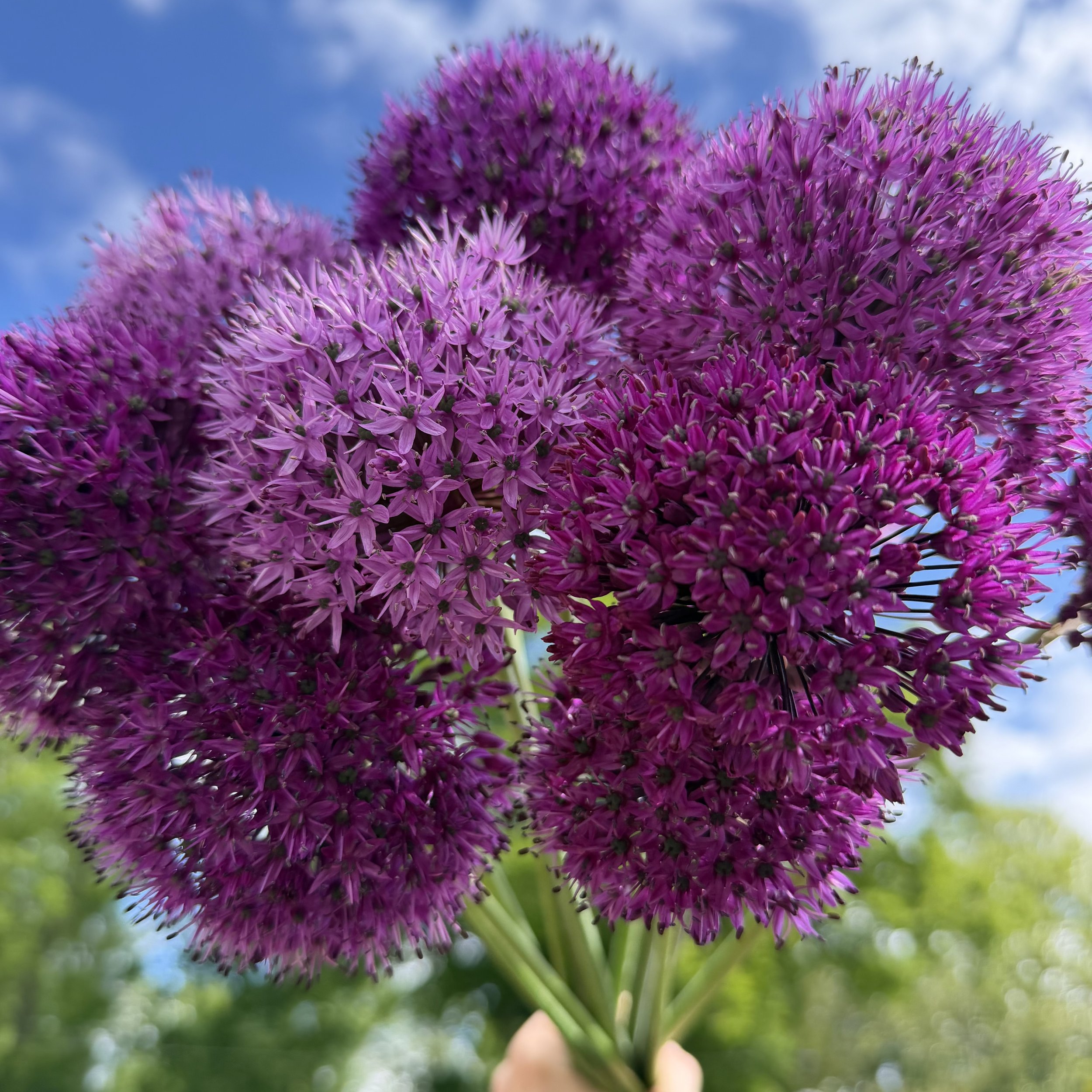 Close-up of a vibrant purple Allium flower held by a person's hand against a background of blue sky and green foliage.