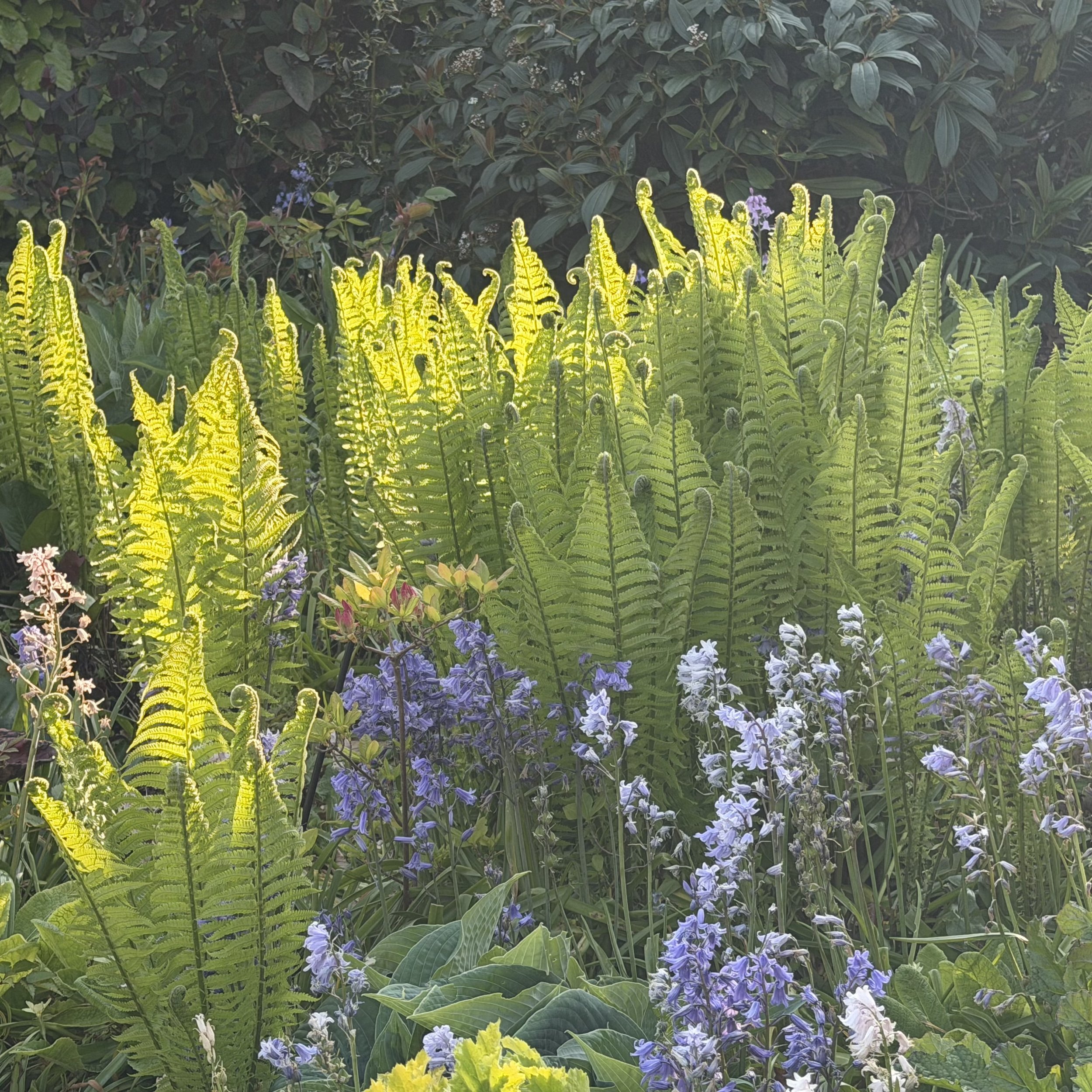 Garden with green ferns, purple and white flowers, and leafy plants.