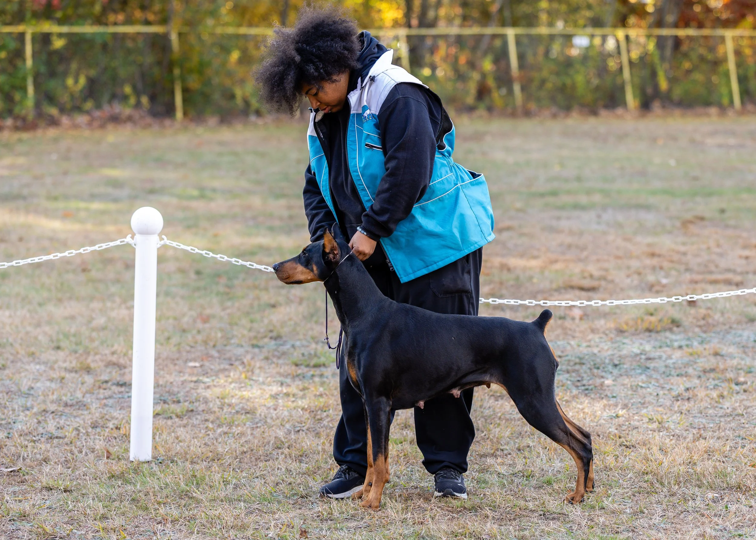 A person with curly hair is training a female Doberman in a dog show ring. The person is standing inside a small enclosed area marked by white posts and chain links, with trees and fall foliage in the background.