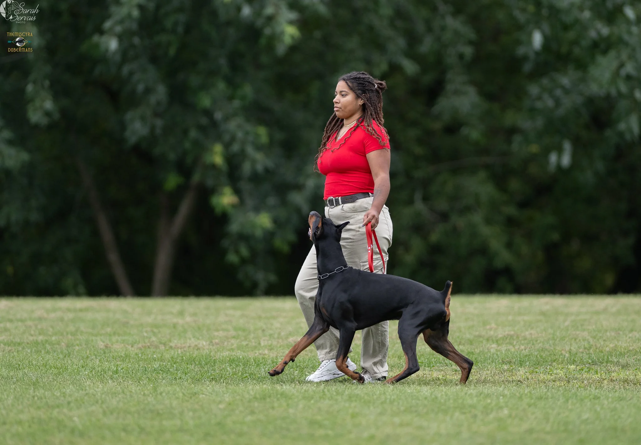 A woman with braided twists in a red shirt and beige pants walking with a Doberman dog heeling on leash with focused obedience for an IGP exercise at a trial with a grassy field and green trees in the background.