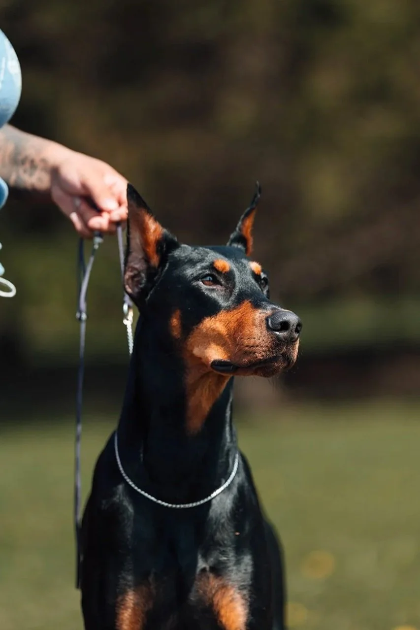 A black and tan Doberman Pinscher dog with cropped ears, wearing a show chain collar, standing outdoors with a person holding its leash.