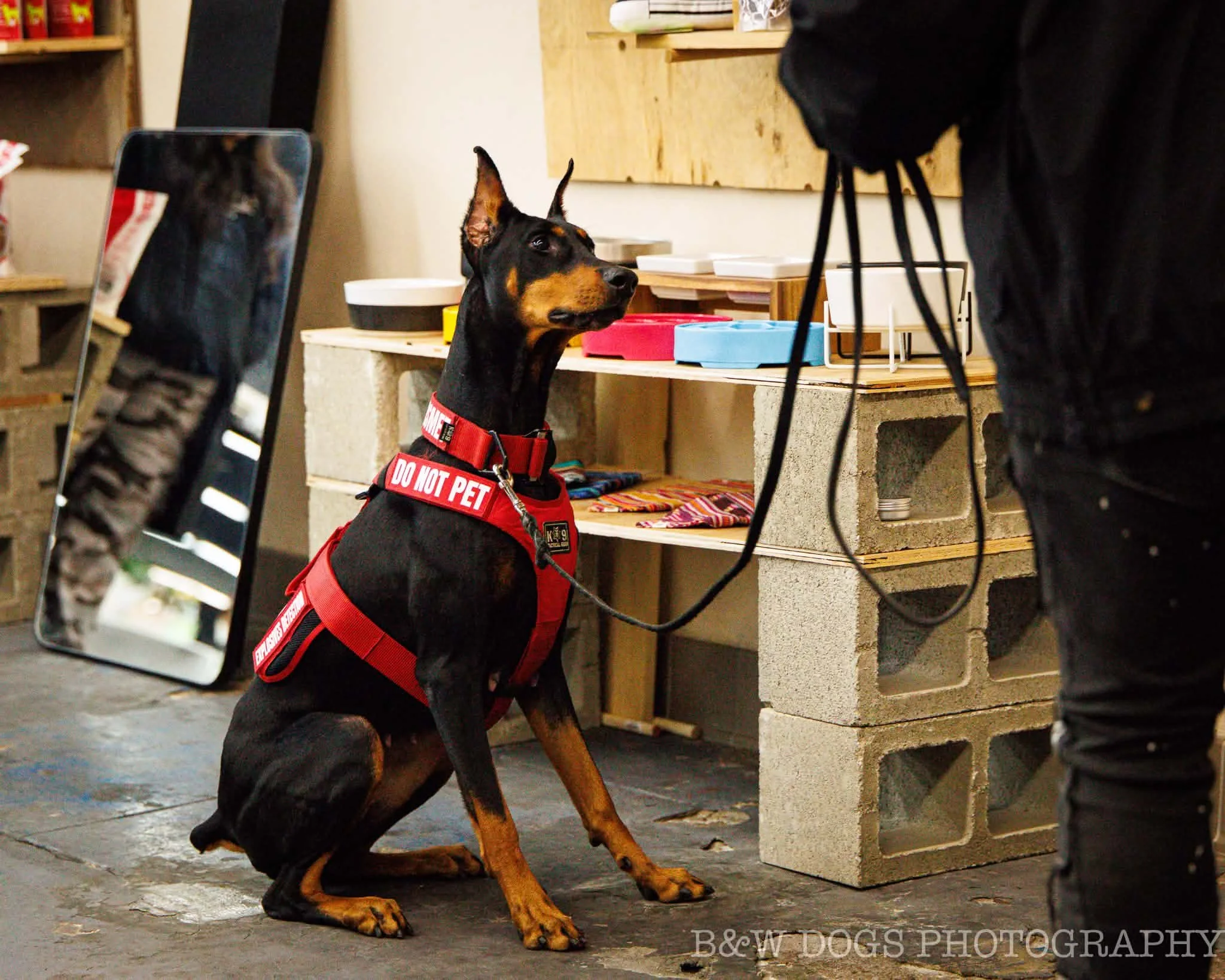 A Doberman Pinscher dog wearing a red harness with a "Do Not Pet" label sitting to indicate odour in an explosives detection k9 training session indoors near a mirror and a table with food bowls.
