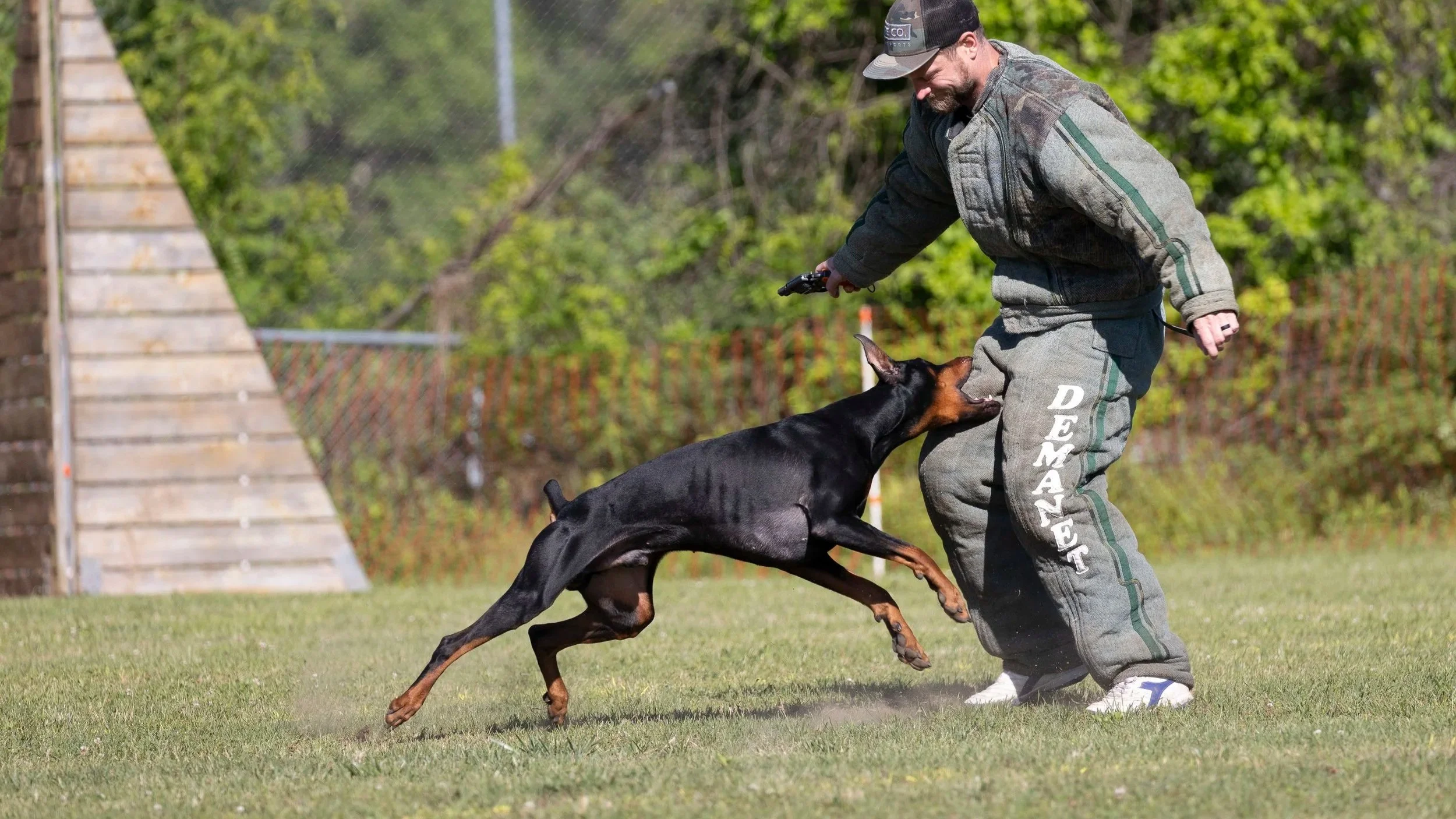 A decoy and a Doberman dog engaged in a French Ring competitive training exercise outdoors on a grassy field. The man is holding a starter pistol, and the dog is biting onto the leg of a suit worn by him.