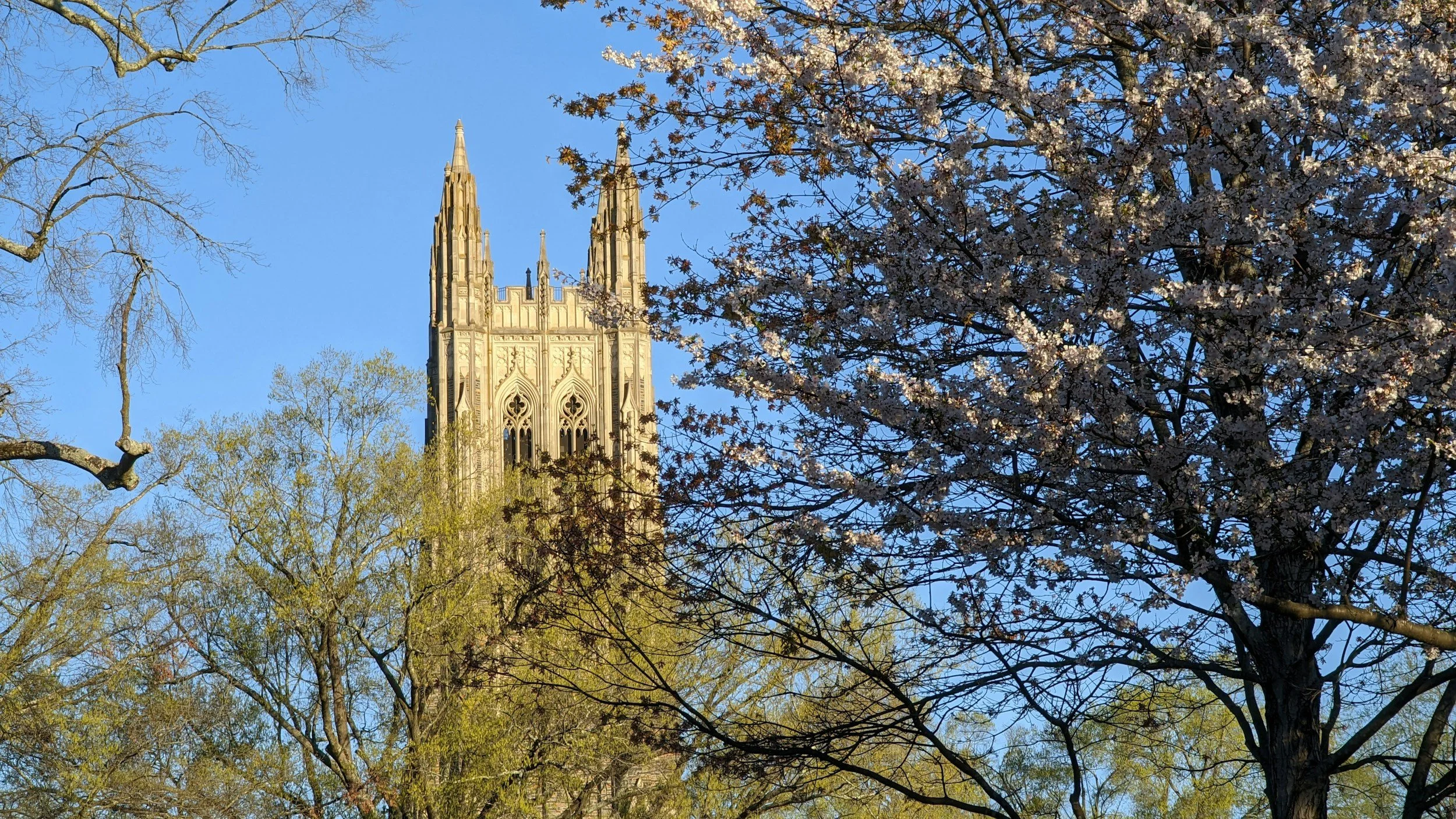 Duke Chapel tower framed by trees with budding and blossoming flowers, under a clear blue sky.