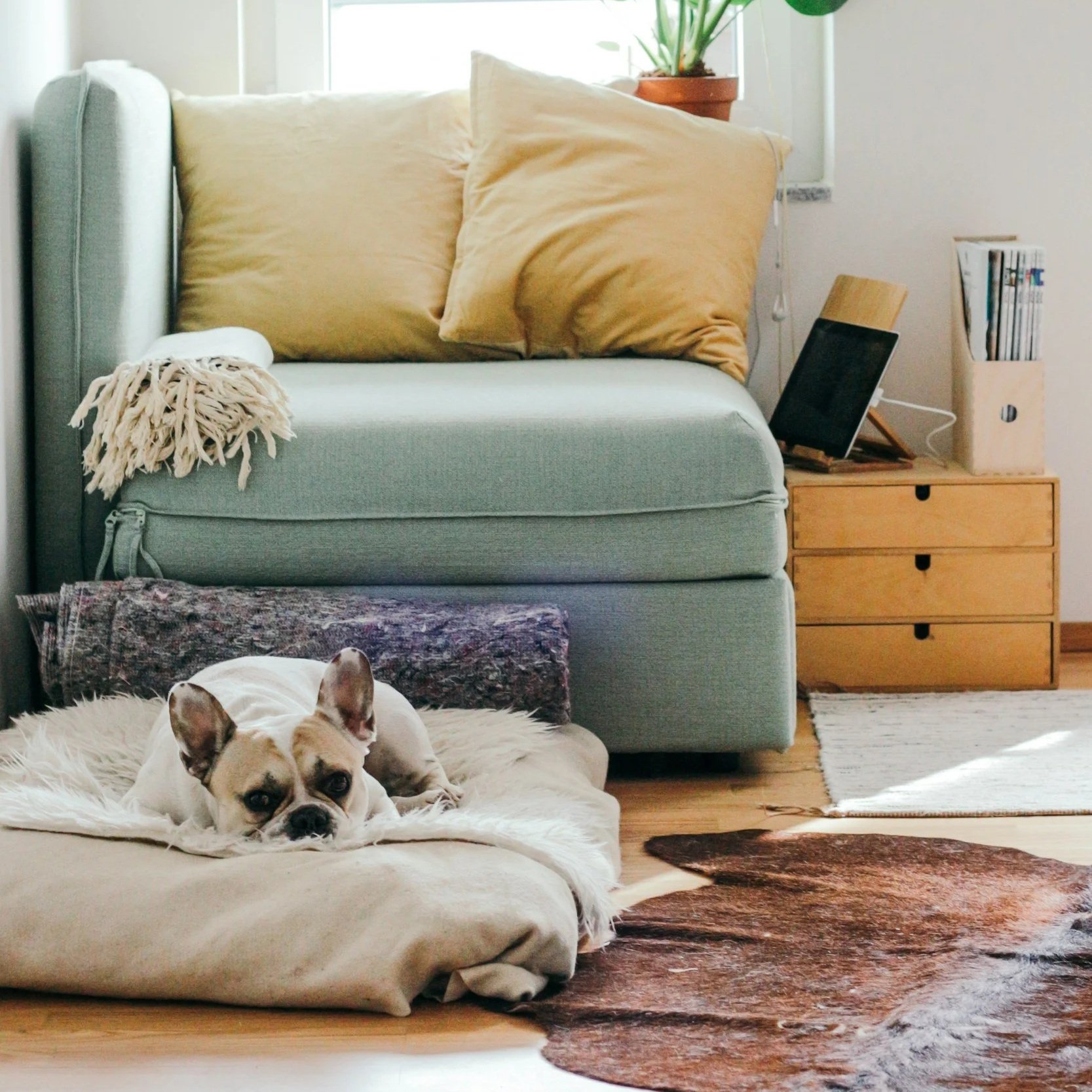 A small dog lying on a bed with a fluffy blanket in a cozy living room. The room features a light-colored sofa with pillows, a wooden side table with a tablet, reading materials, a potted plant, and a window with natural light.