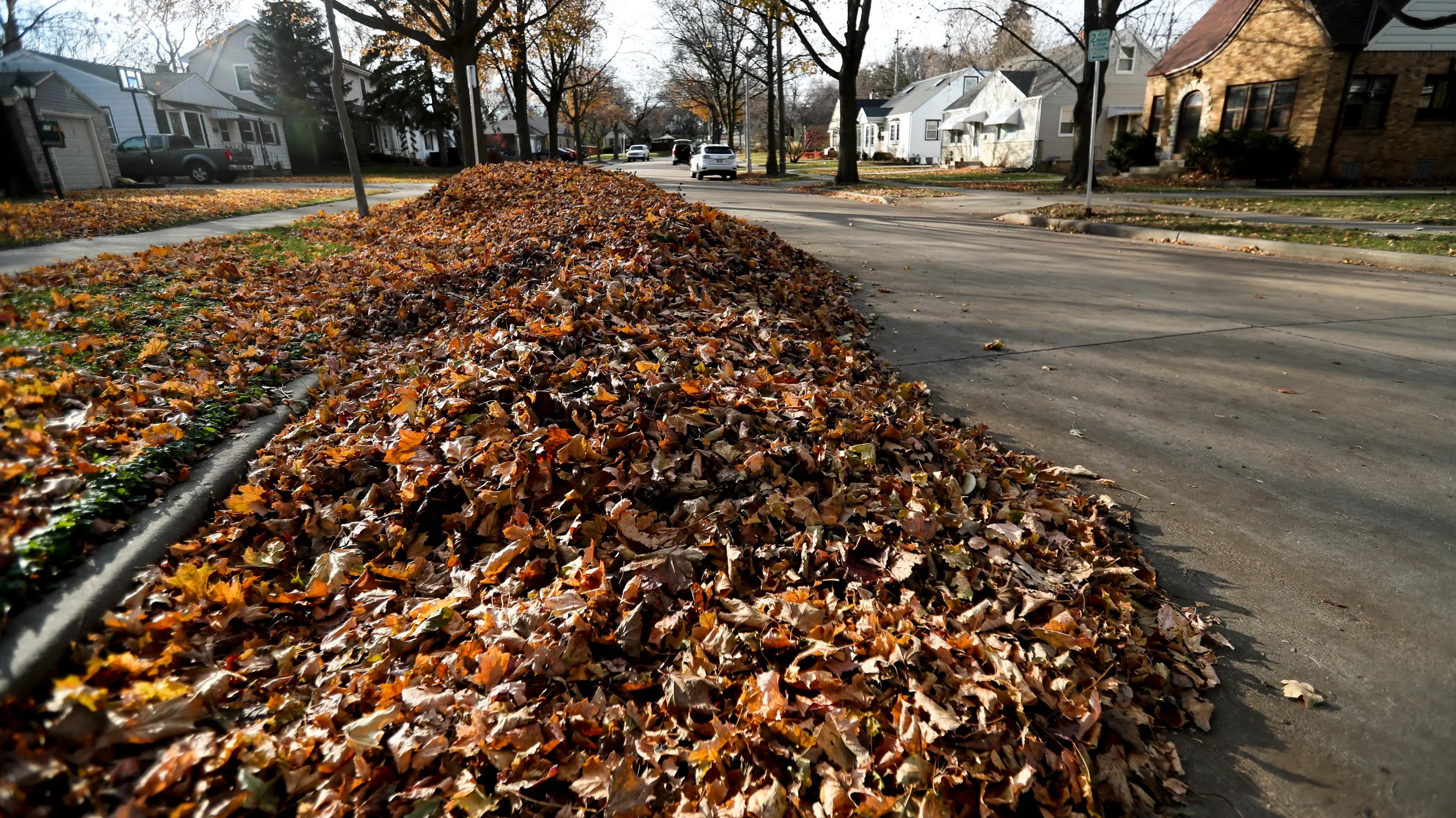 Leaf Removal/Clean Ups