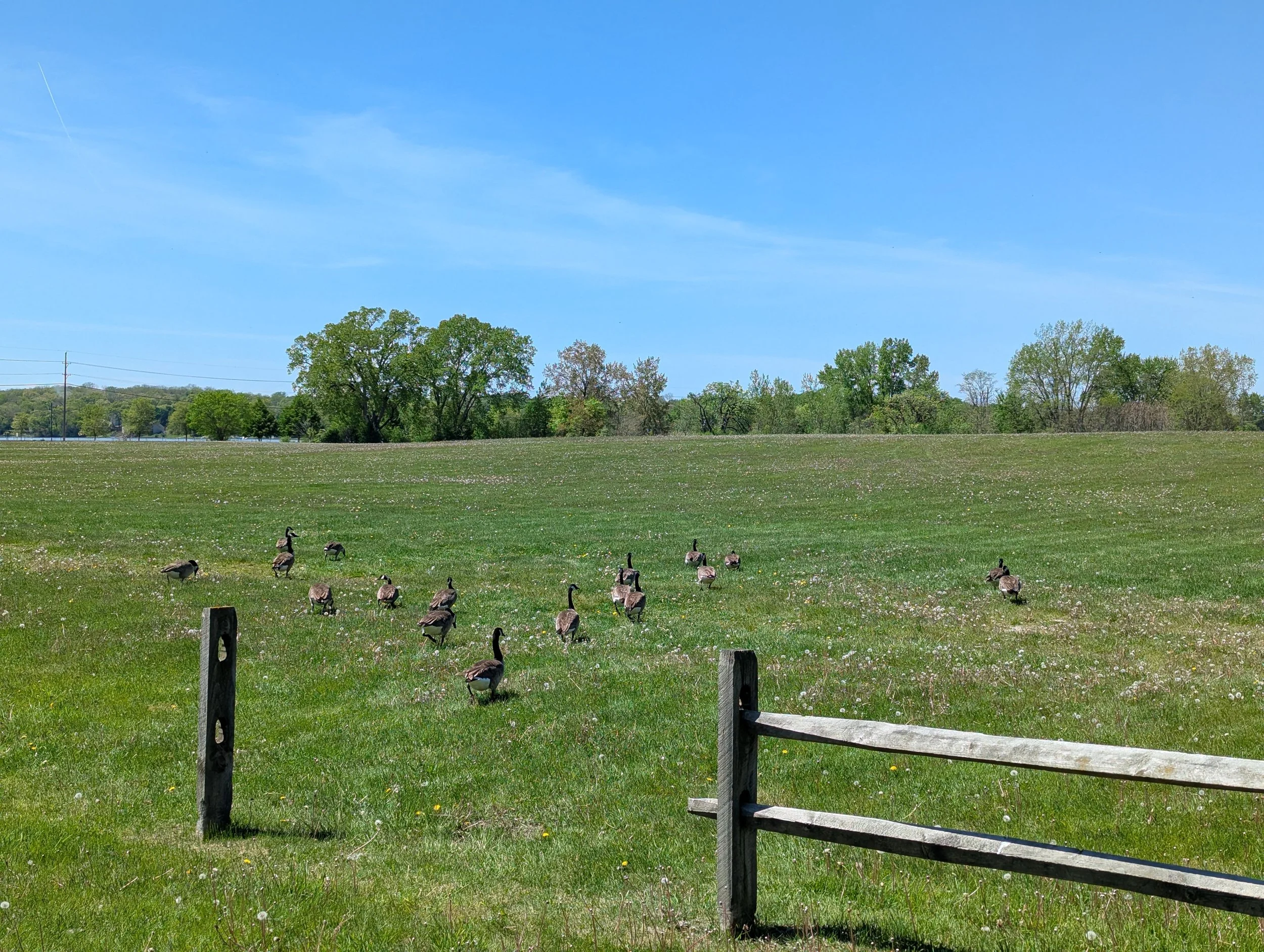 Field in McHenry County Illinois with ducks
