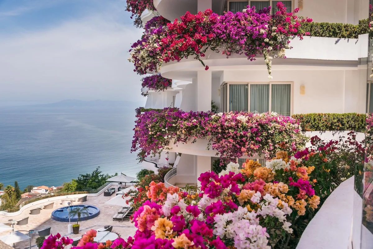 Balcony with pink and purple flowers overlooking the ocean, with a pool and lounge chairs below.