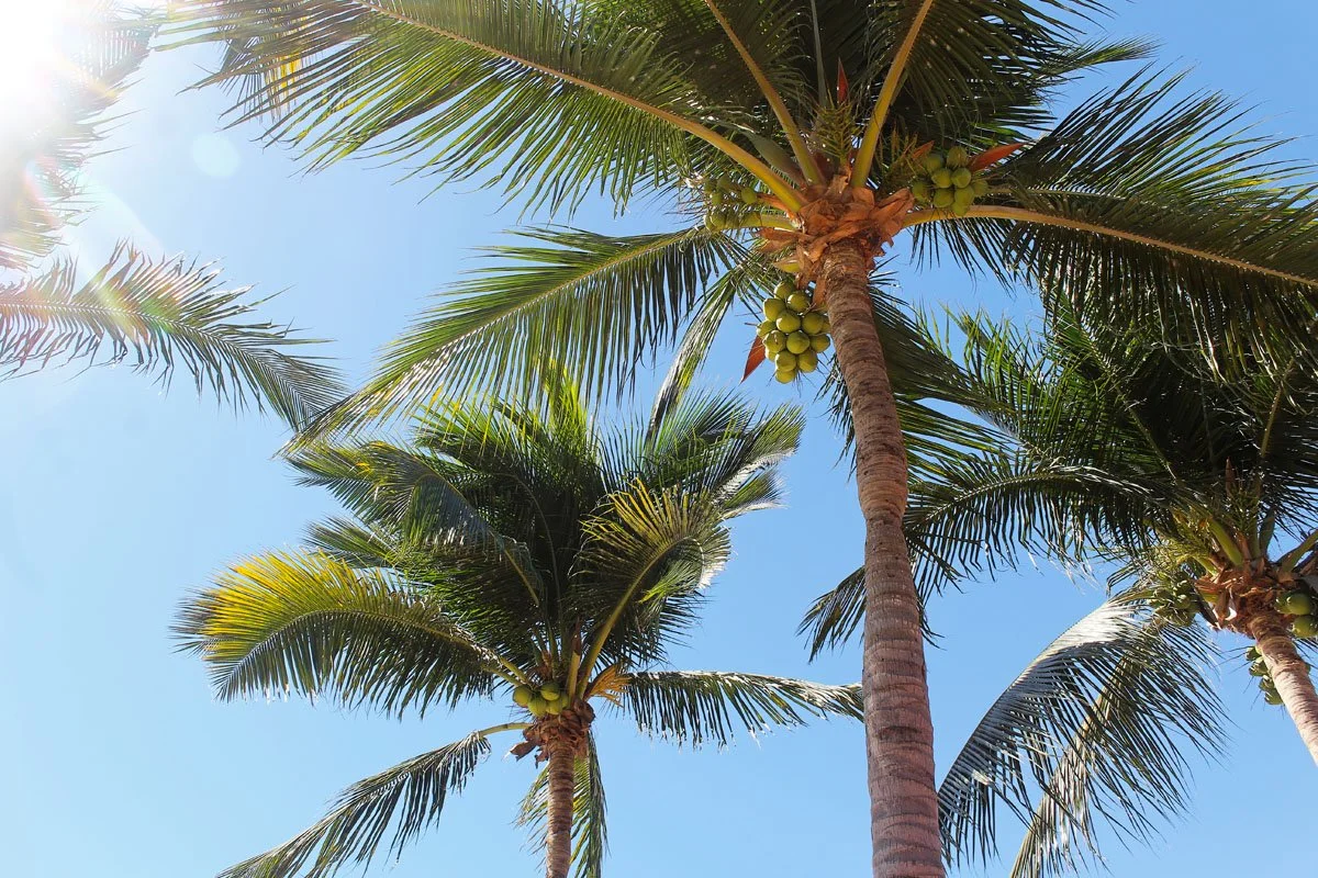 View of palm trees with green coconuts against a clear blue sky