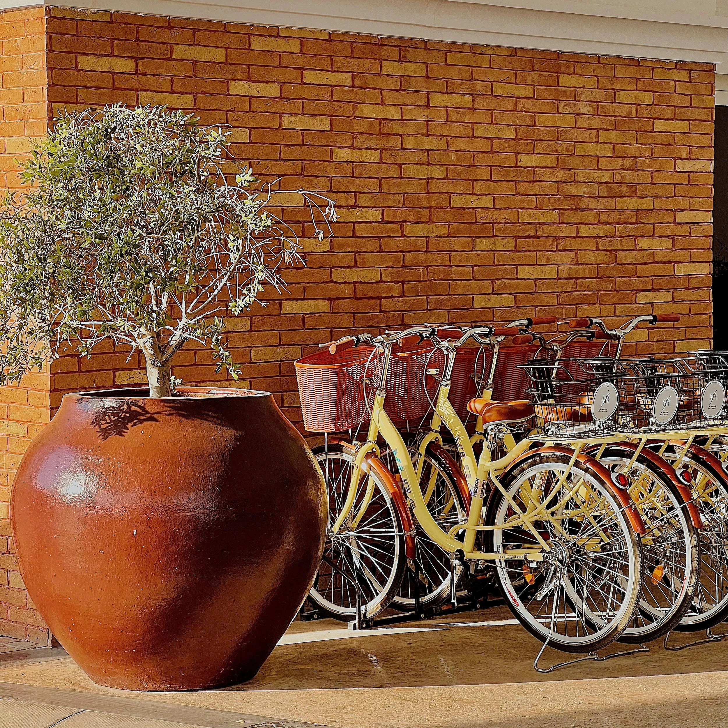 Row of yellow bicycles parked at a bike rack outside a building with a brick wall, adjacent to a large potted plant, with a wood surface underneath.