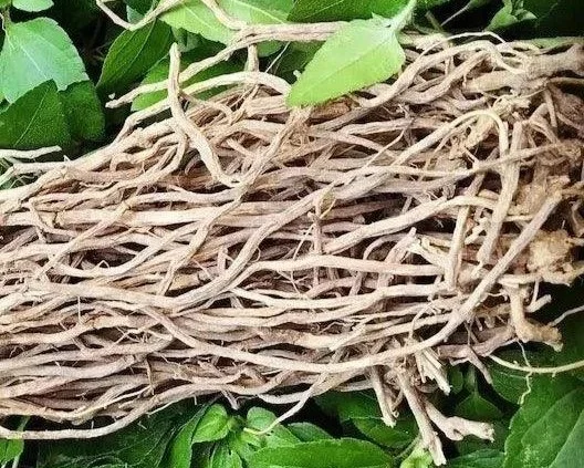 Chilcuague roots