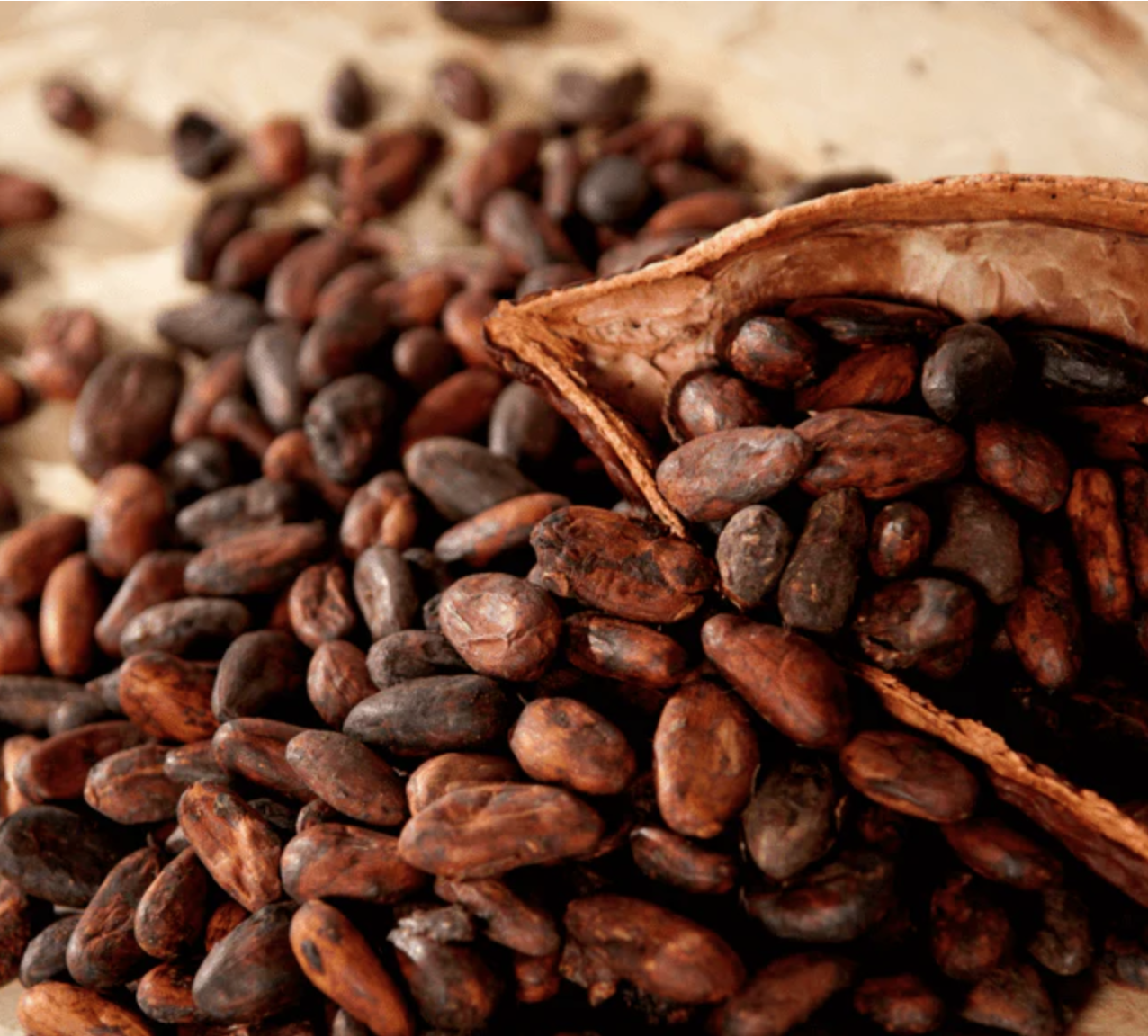 CacaoBeans.png