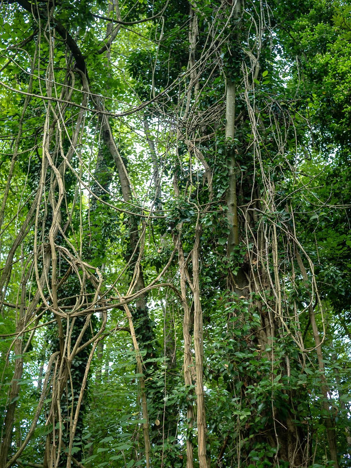 jungle roots.jpg