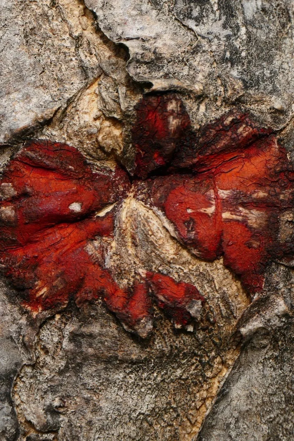 dragon blood.jpg