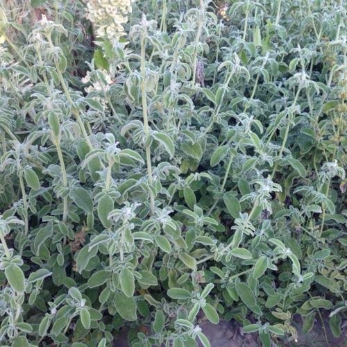 wild sage corfu.jpeg