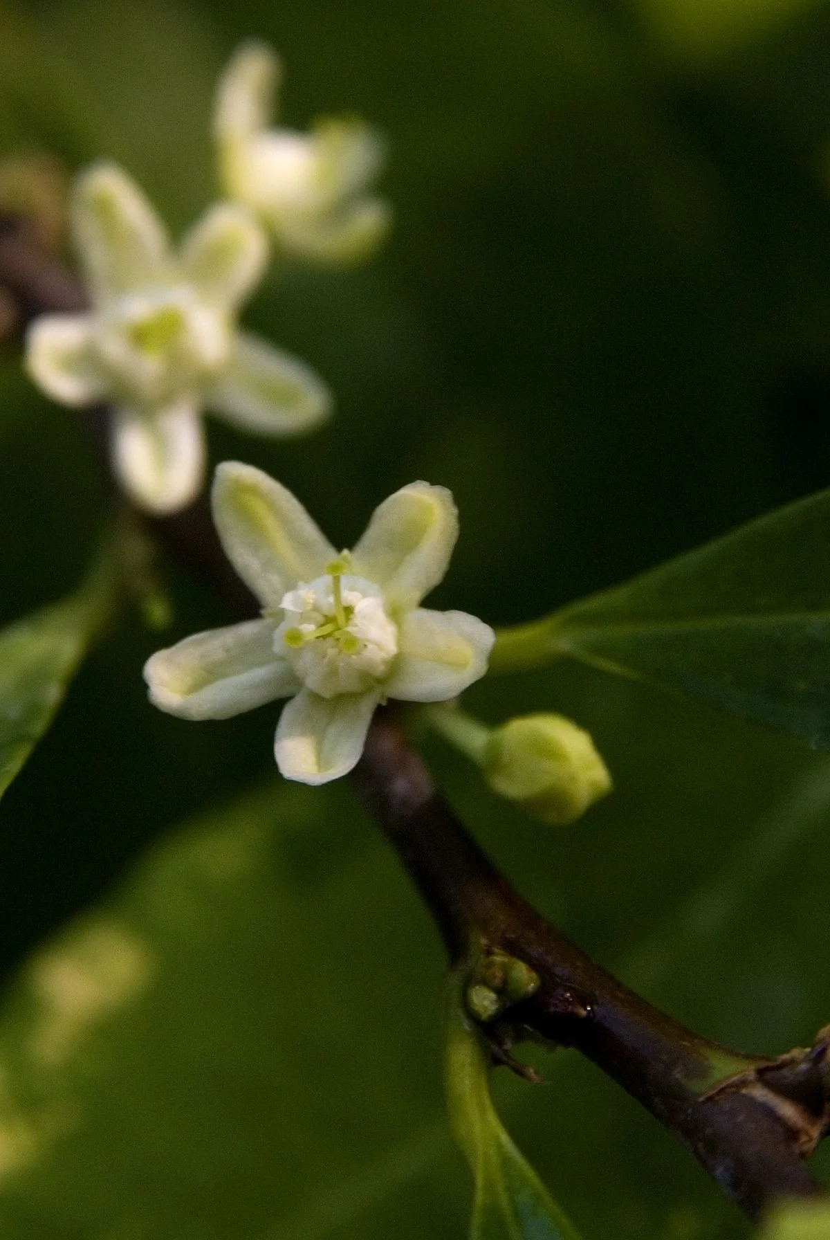 coca flower.jpg (Copy)