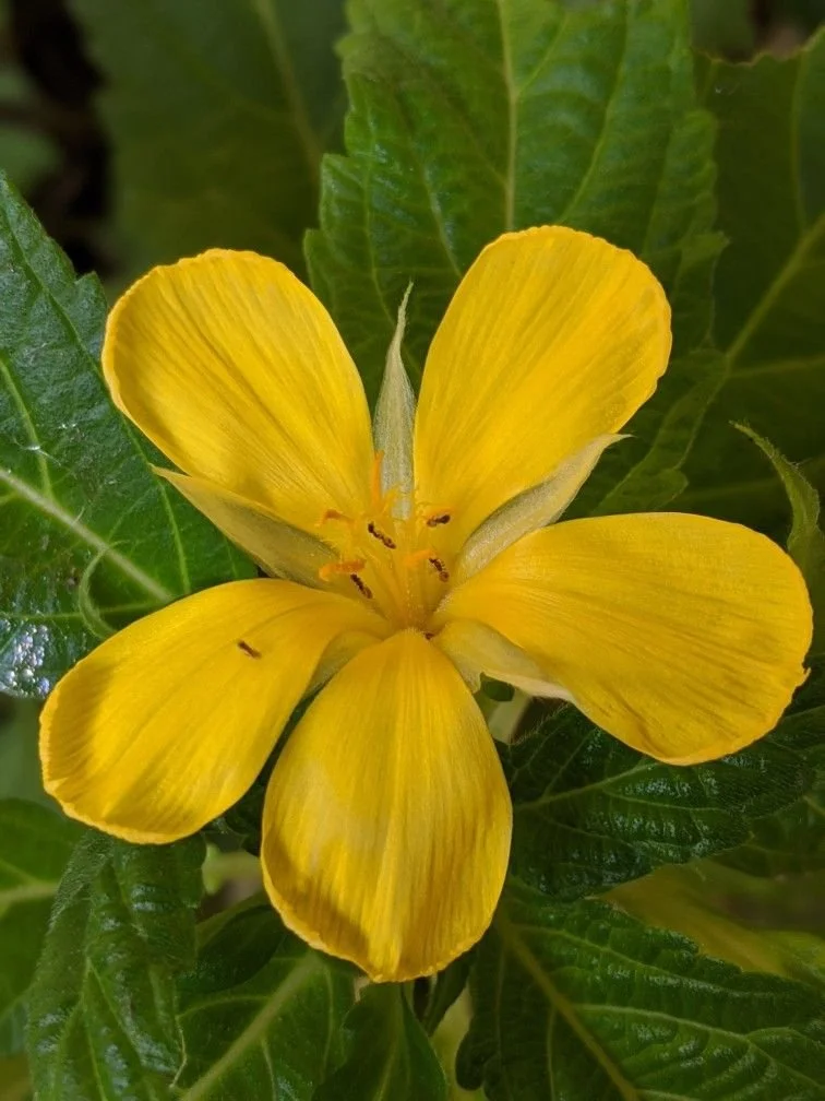 damiana1.jpg