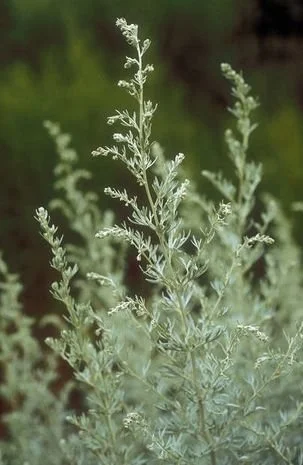 artemisia5.jpg
